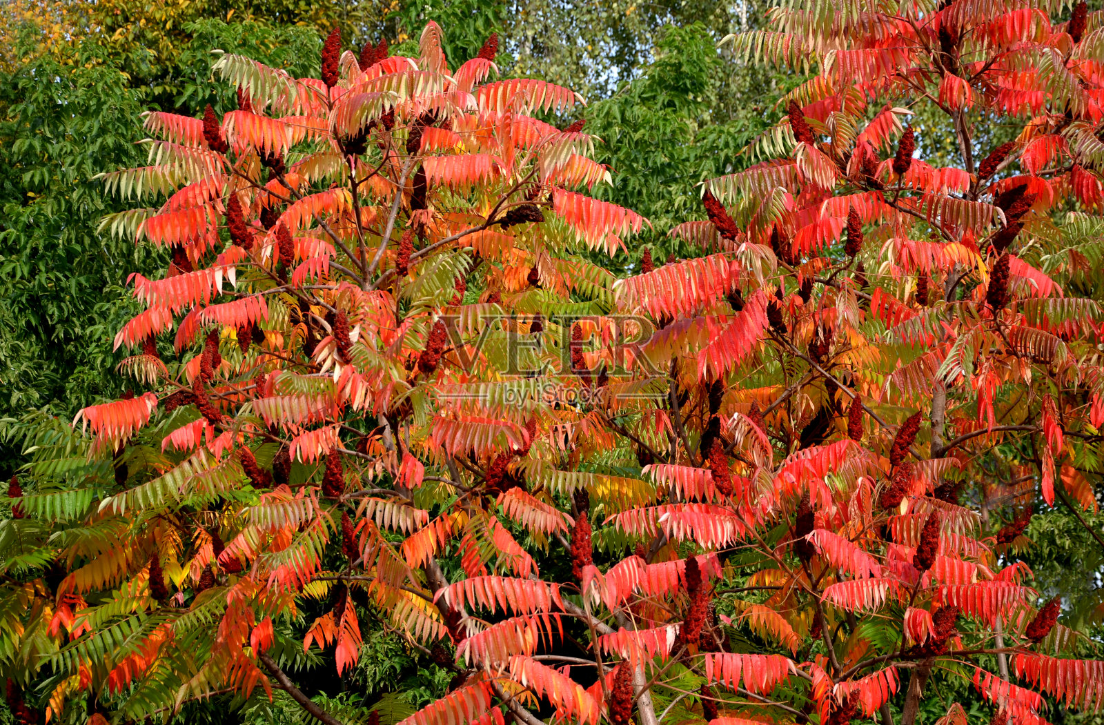 漆树在秋天，当它的羽状叶是亮黄色，橙色到红色。与此同时，圆果成熟，从7月底开始变成粉红色。在冬天，它们照片摄影图片