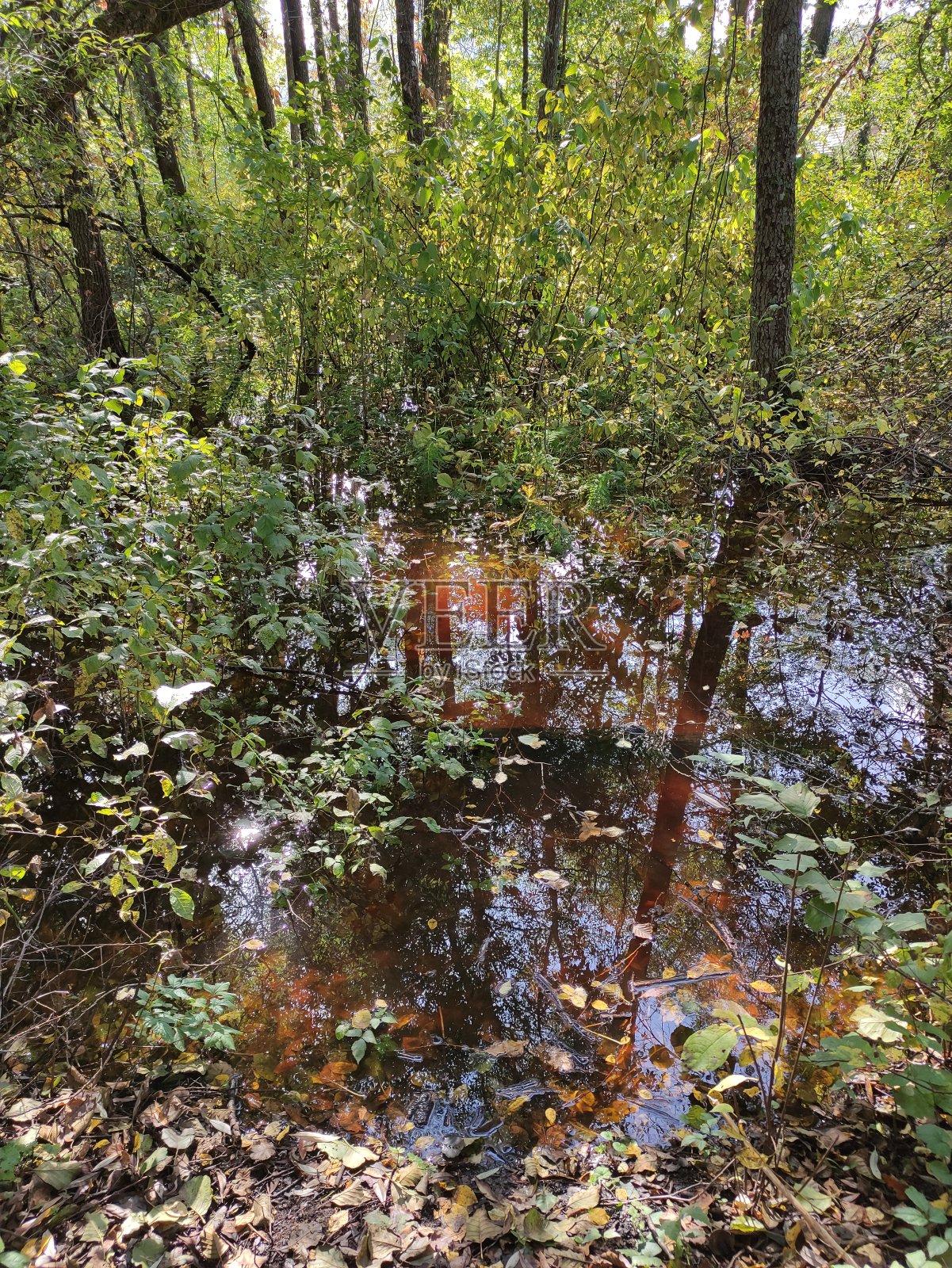 阳光照进沼泽森林照片摄影图片