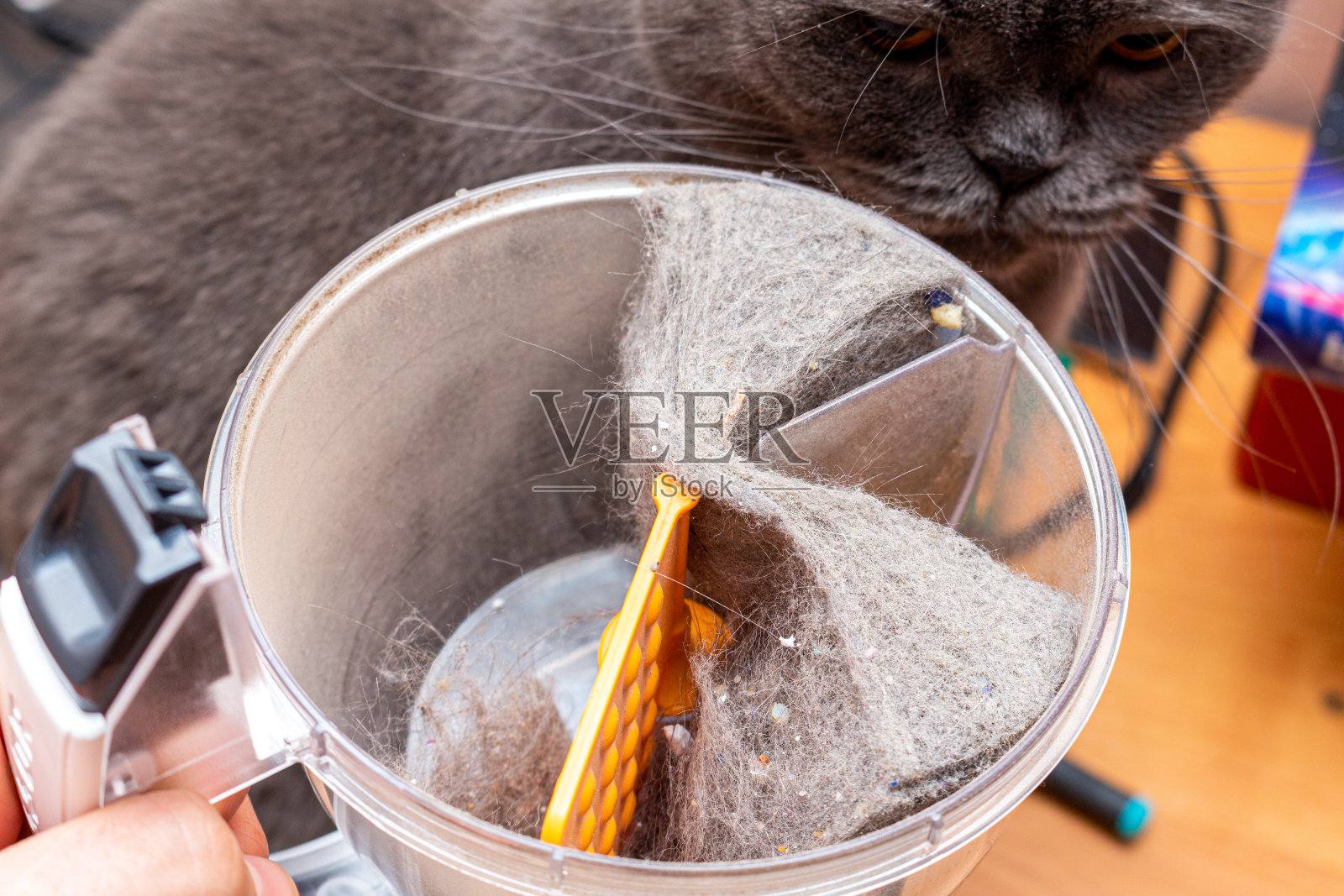 真空吸尘器的容器里装满了灰尘，毛皮，毛发近距离接触。宠物过敏。照片摄影图片