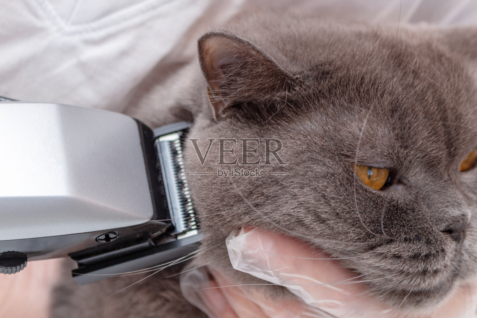 用理发器给宠物梳理毛发的过程照片摄影图片