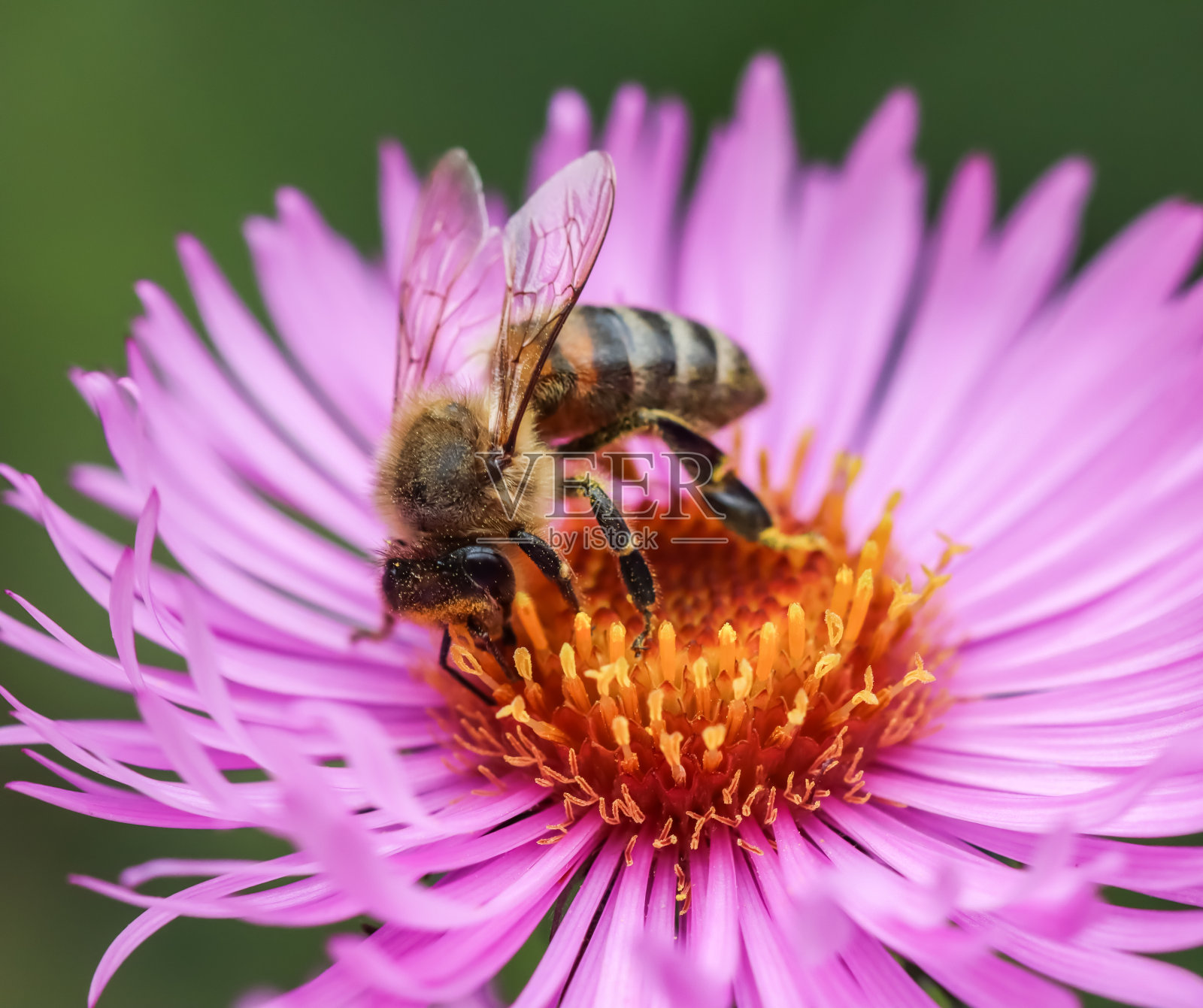 美丽的粉红色秋紫菀花和一只蜜蜂在花园里照片摄影图片