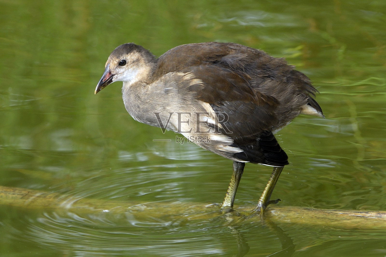 常见的黑水鸡照片摄影图片