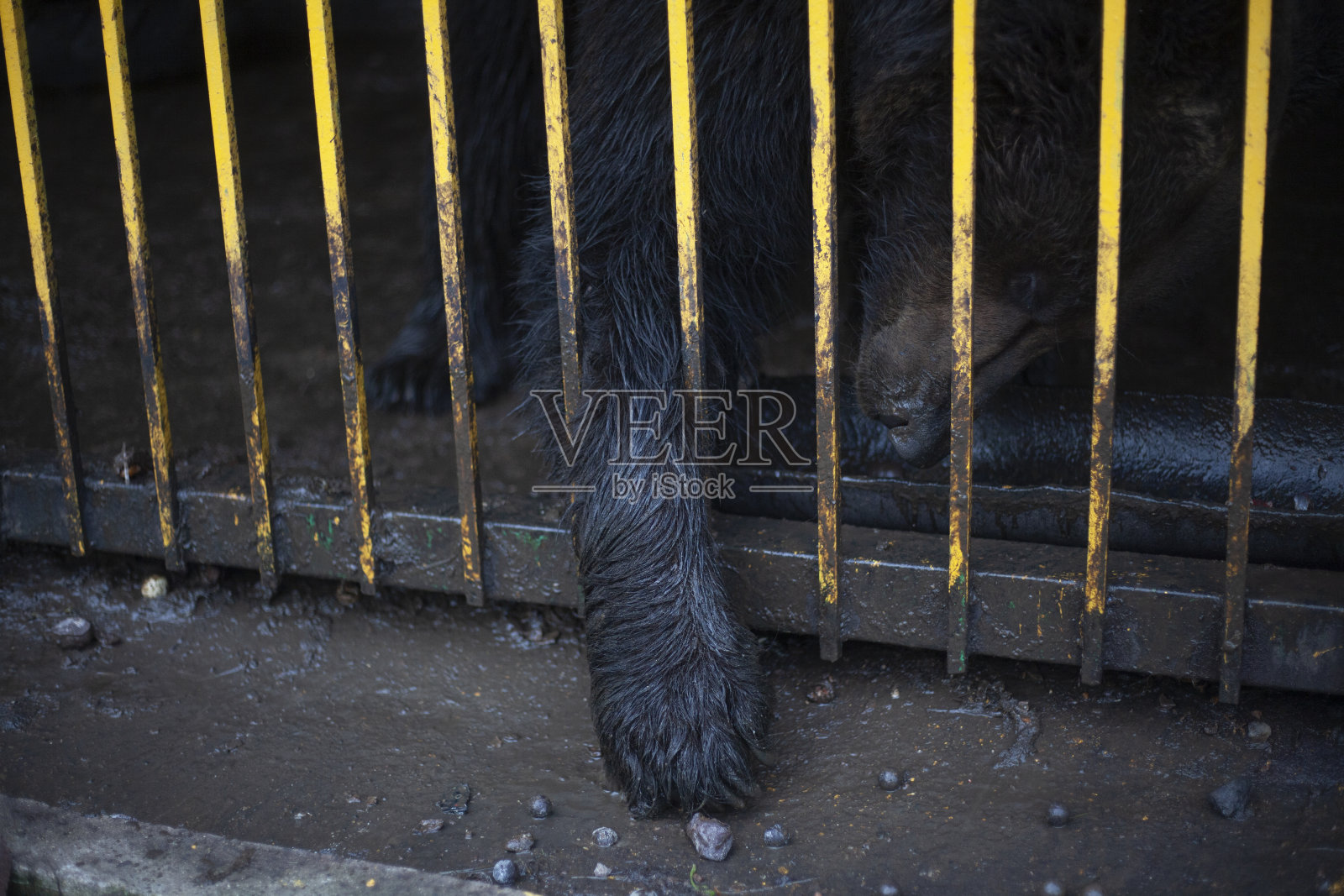 笼子里的熊。囚禁的野生动物。照片摄影图片