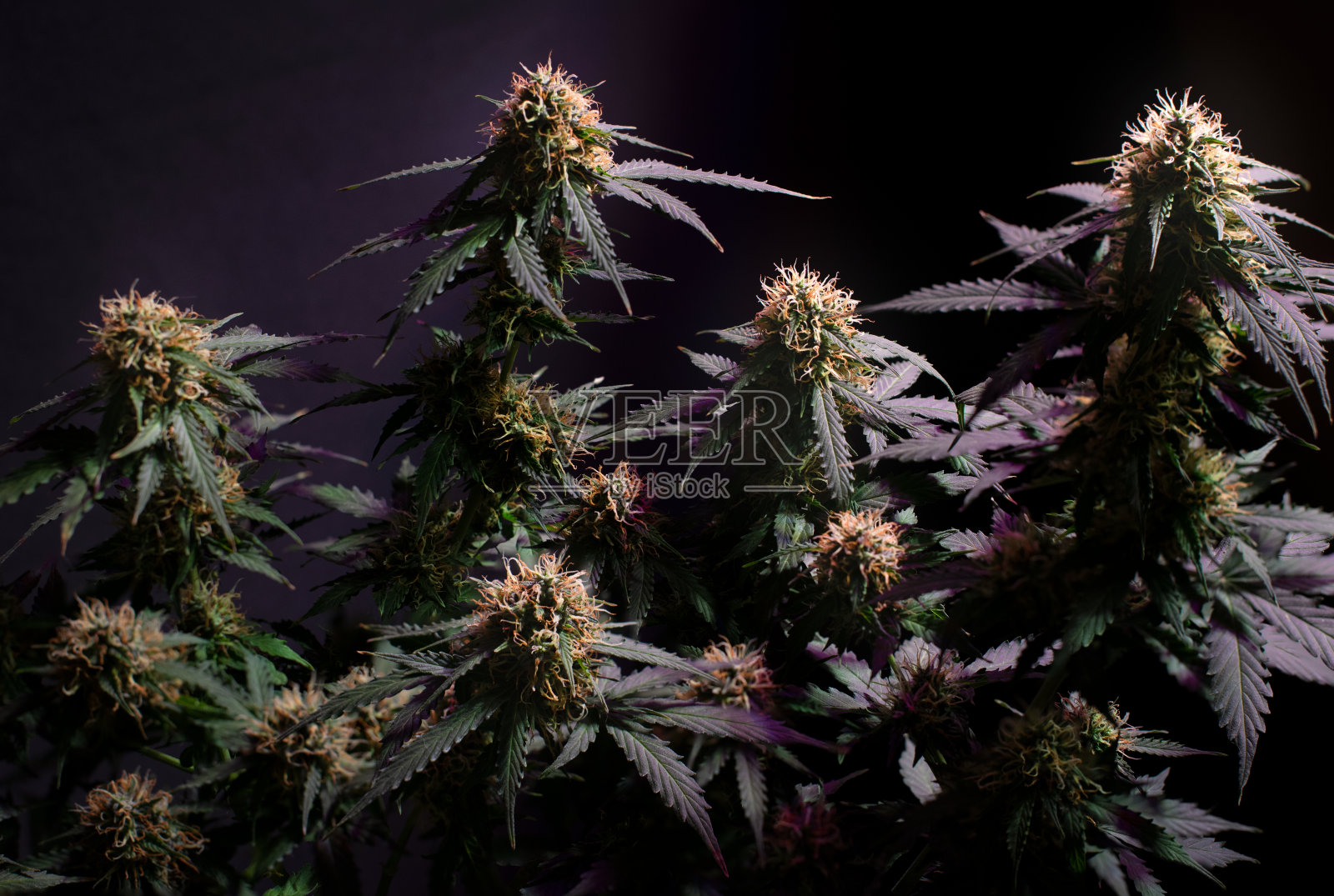 有许多成熟花蕾的大麻丛照片摄影图片