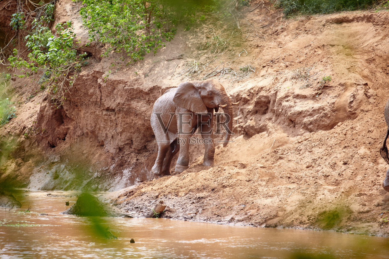 大象照片摄影图片
