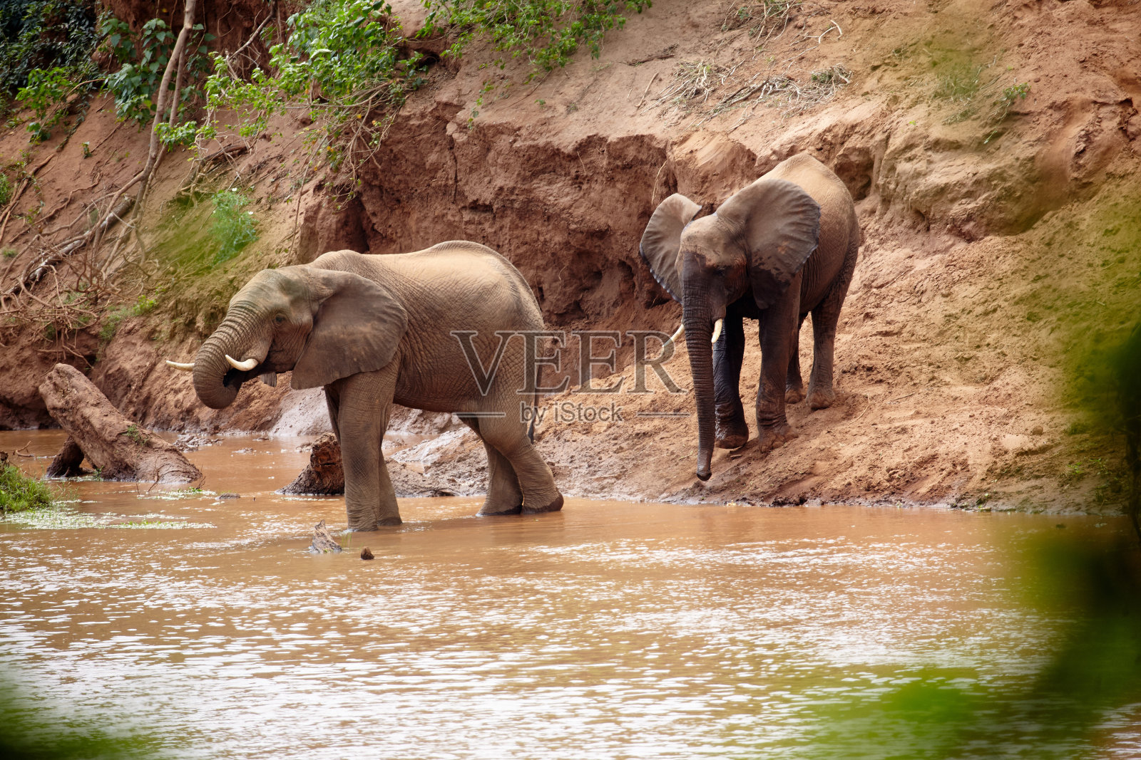 大象照片摄影图片