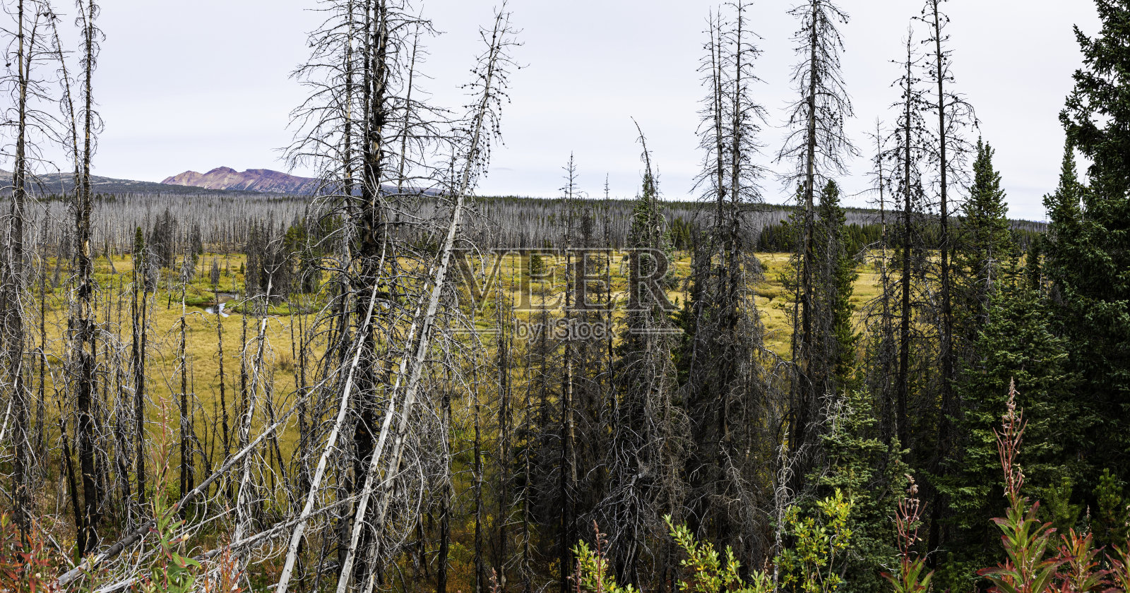 Tweedsmuir省立公园照片摄影图片