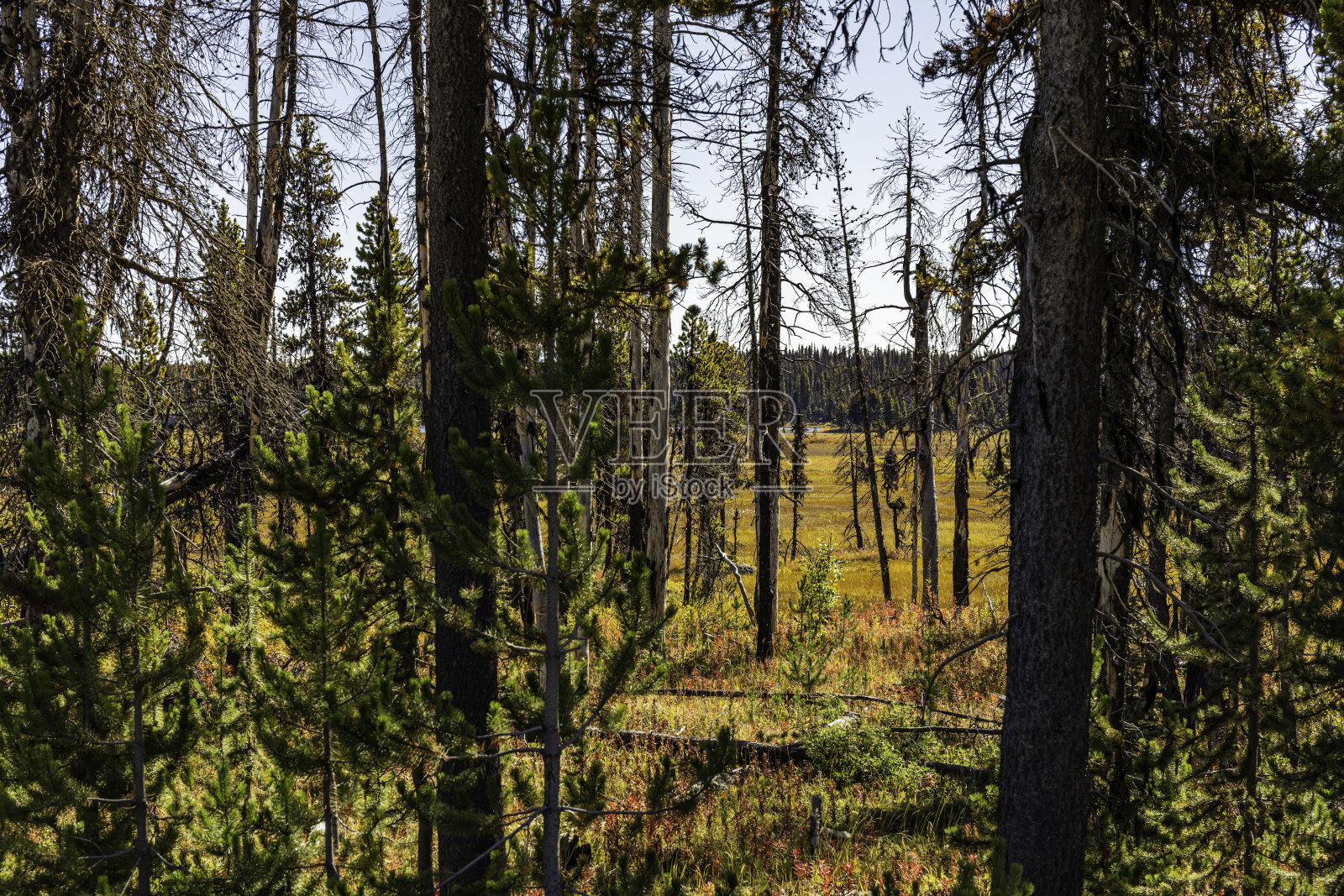 Tweedsmuir省立公园照片摄影图片
