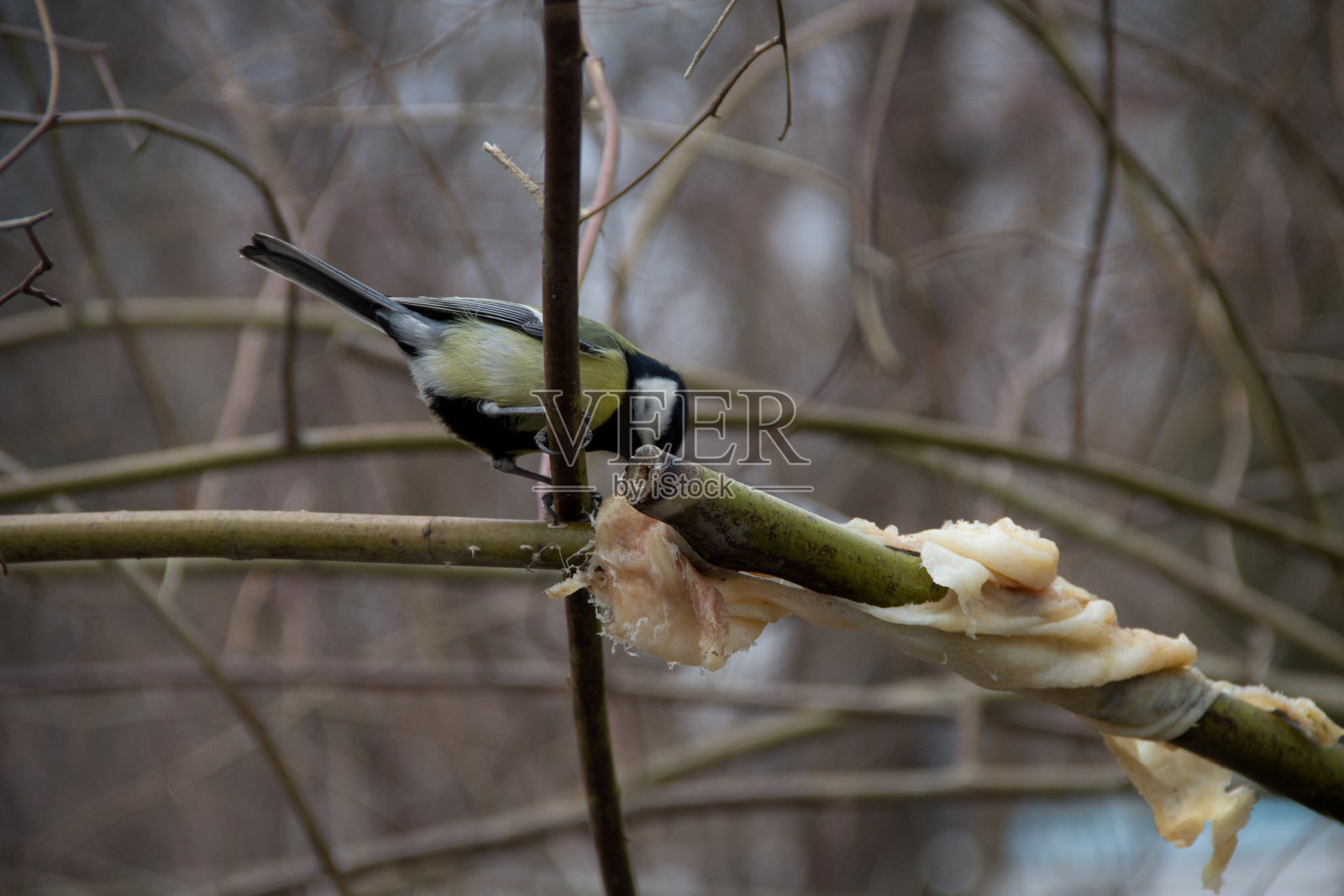 山雀冬天在树上的树枝上照片摄影图片