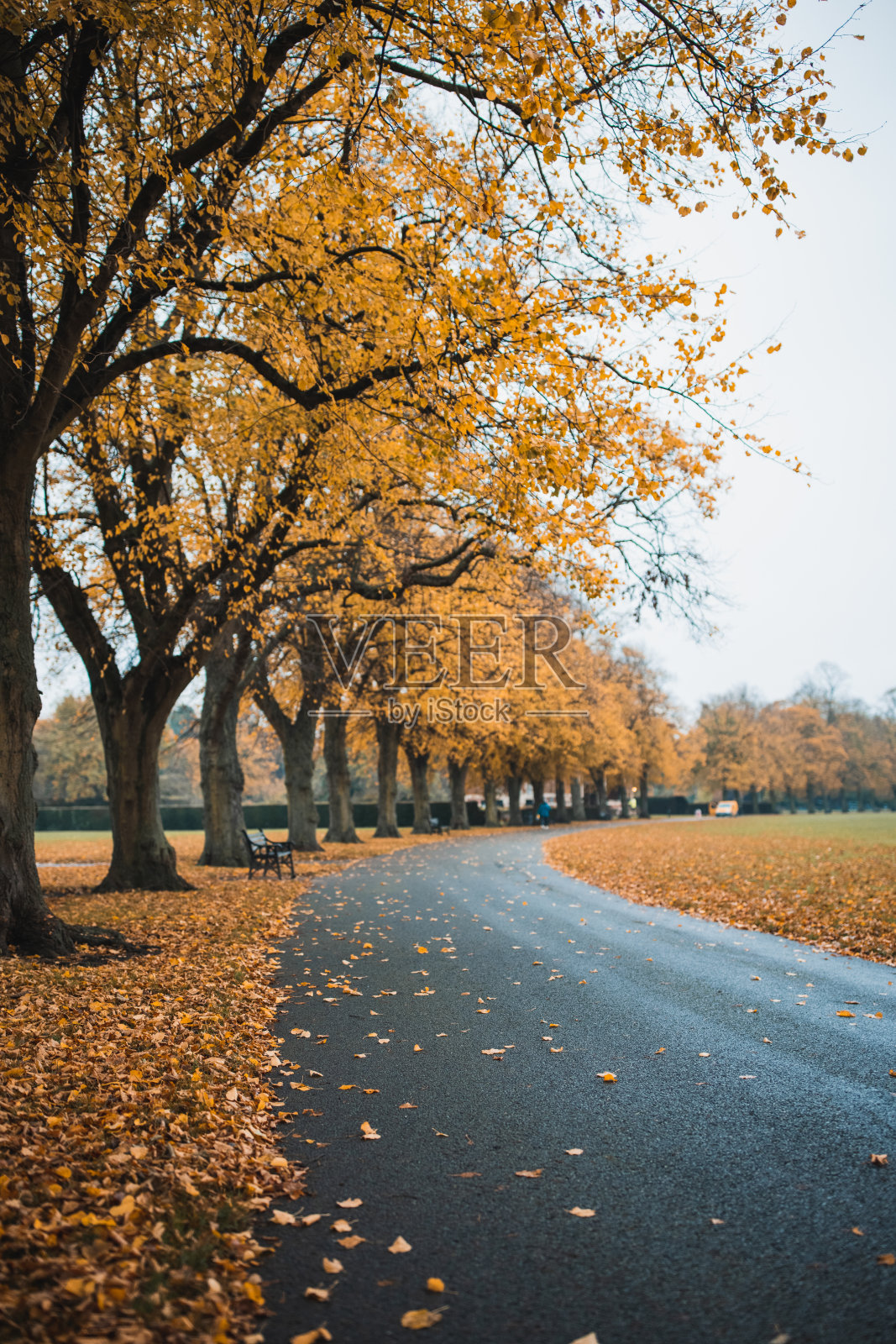 公园里的秋色照片摄影图片