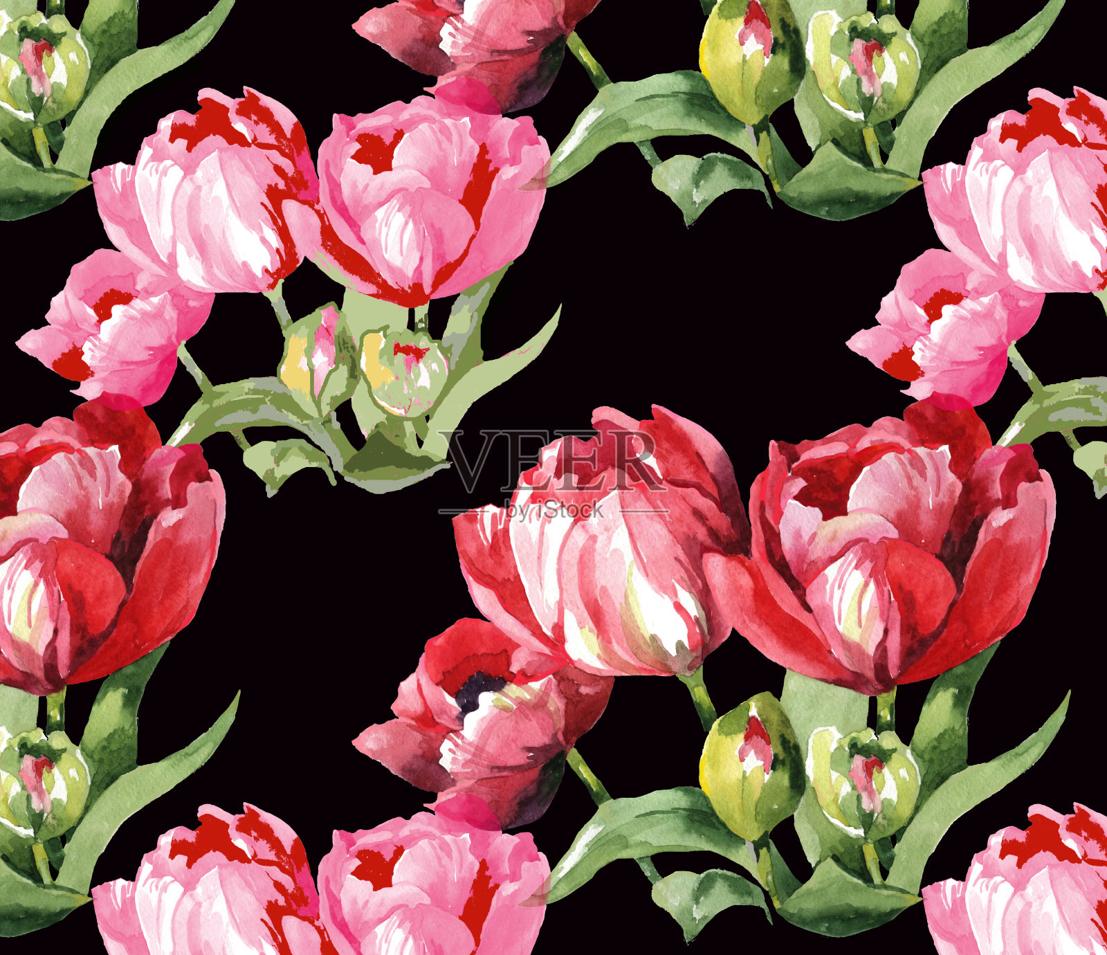 水彩郁金香与叶子上的黑色无檐图案。插画图片素材