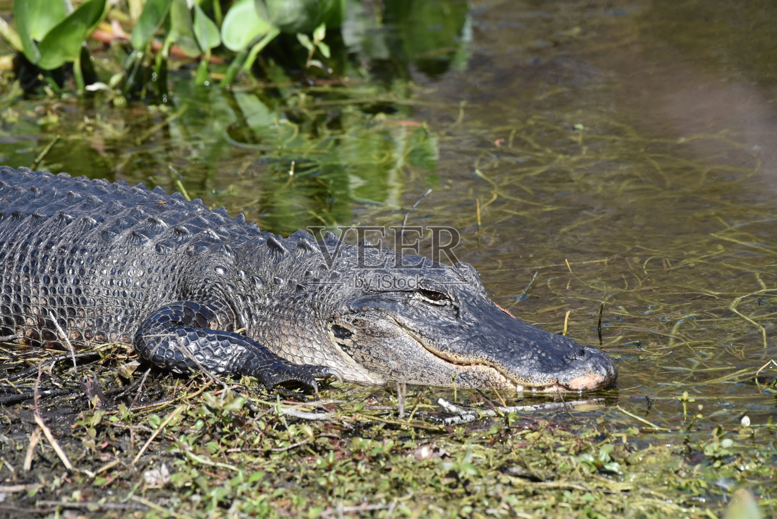 佛罗里达NP大沼泽地，一种正在晒太阳的短吻鳄(宽而u形的嘴)照片摄影图片