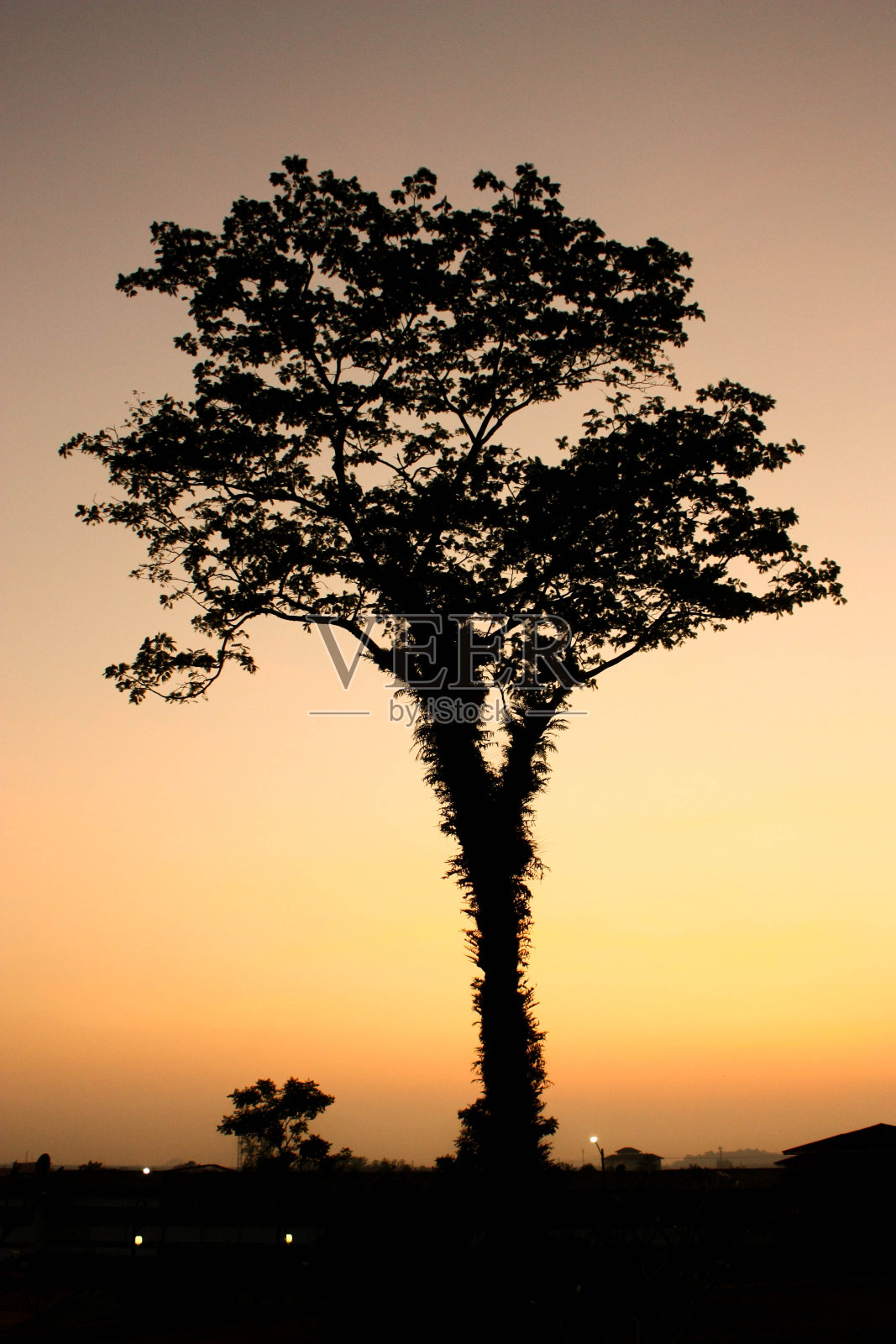 大树的剪影与日落抽象的背景。照片摄影图片