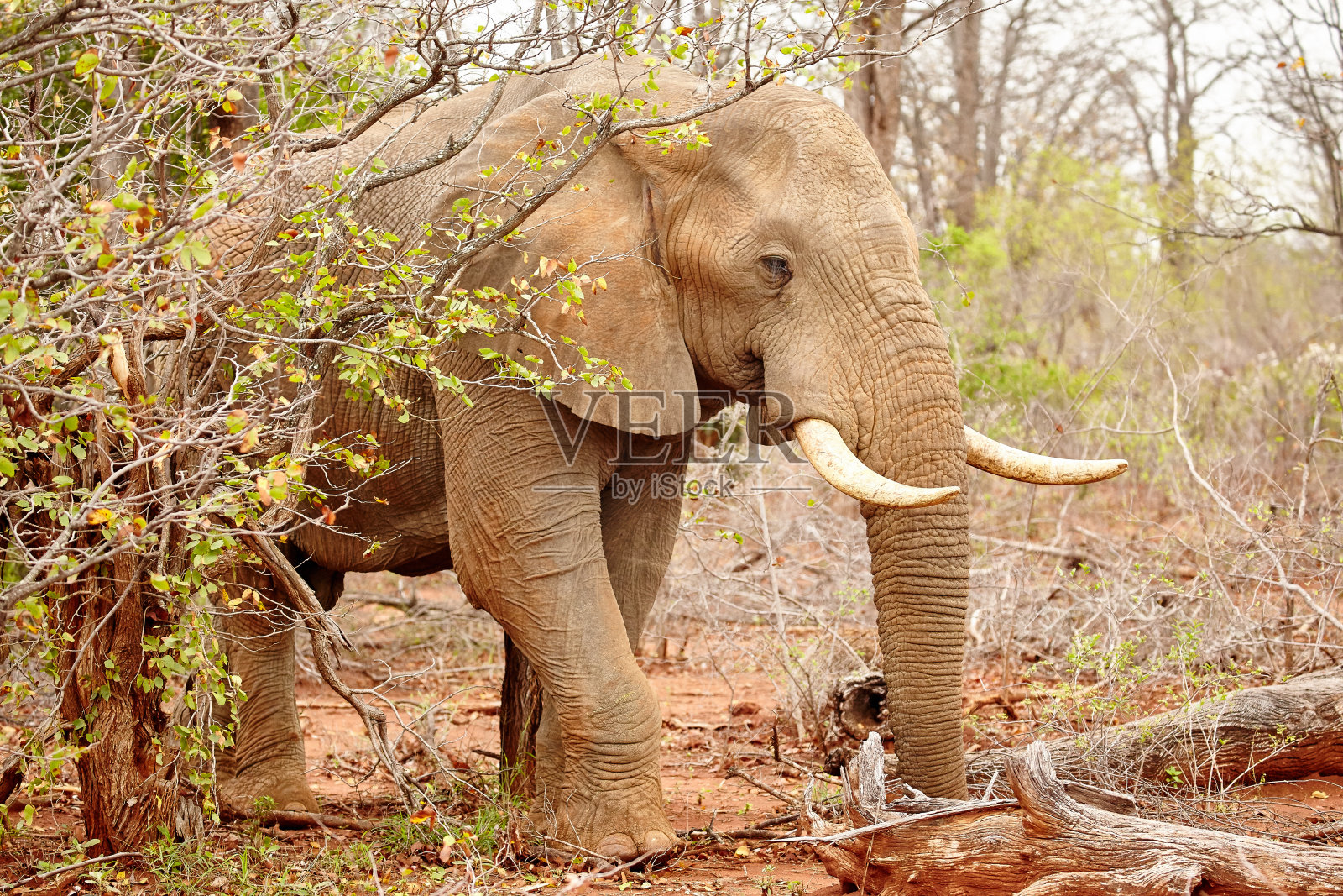 大象2照片摄影图片