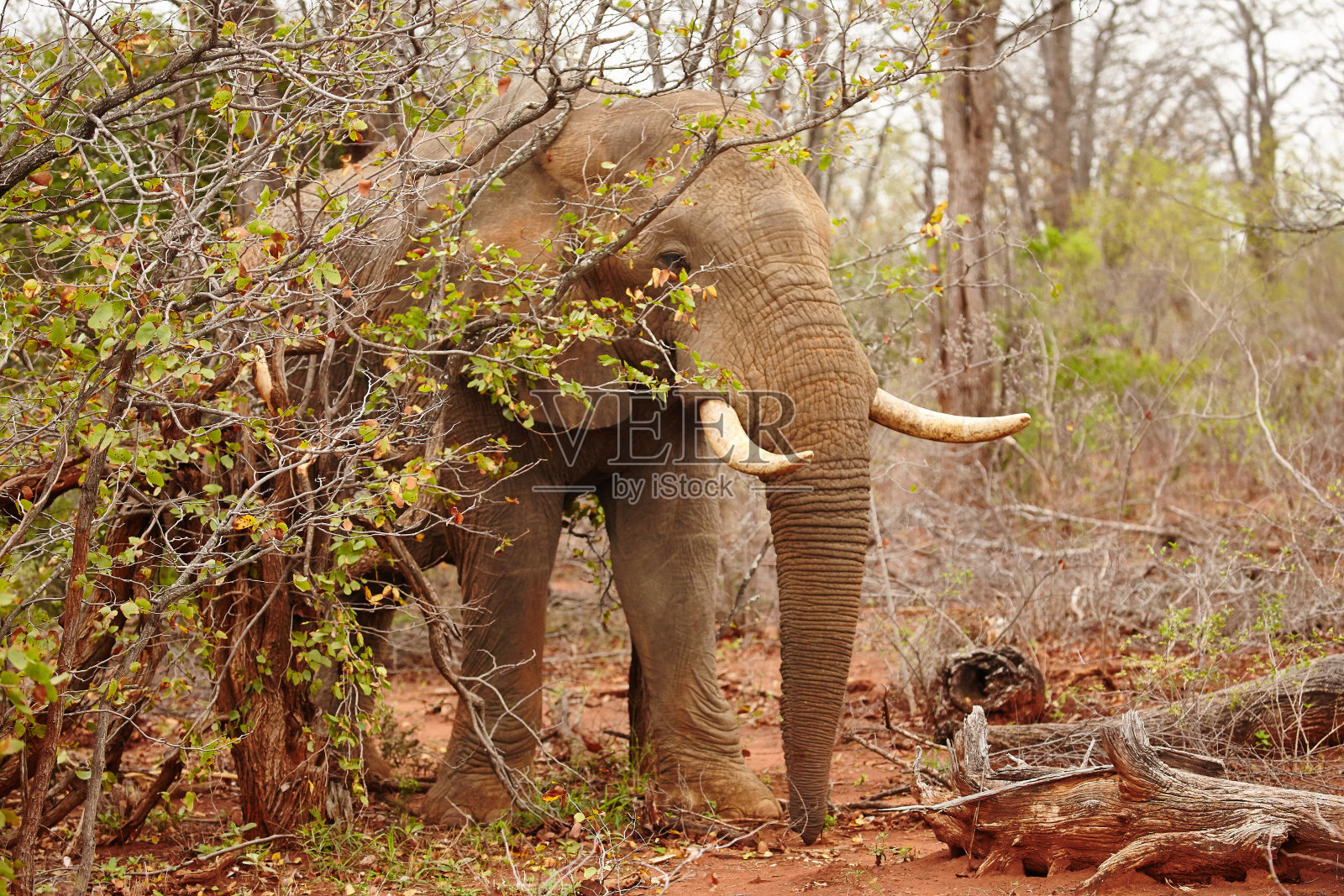 大象2照片摄影图片