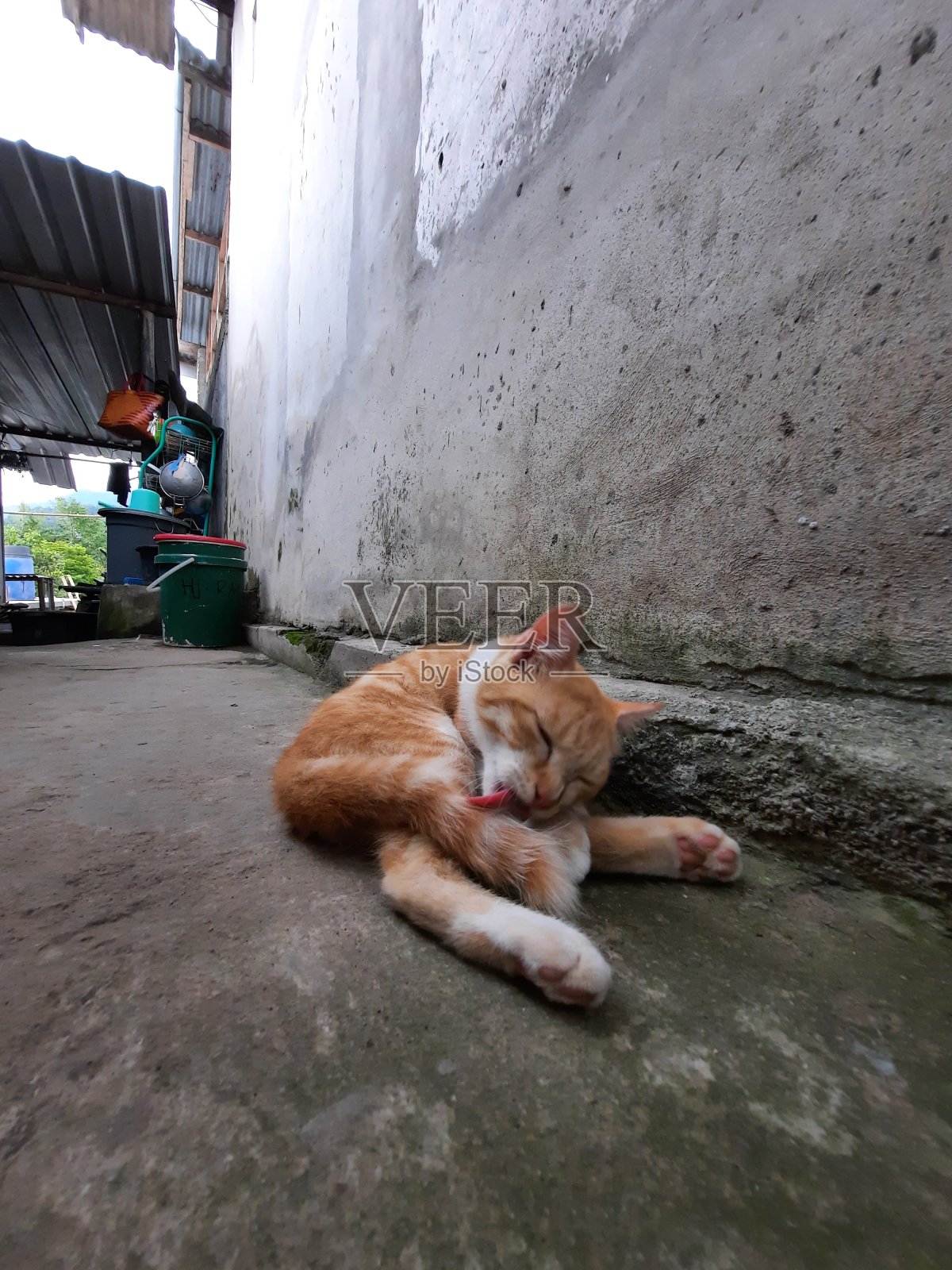 一只猫照片摄影图片