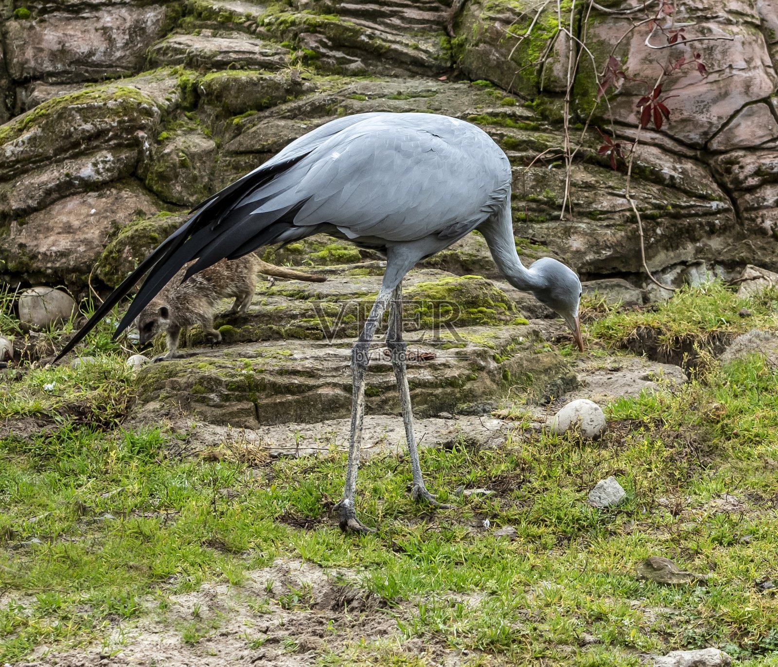 白鹭。照片摄影图片