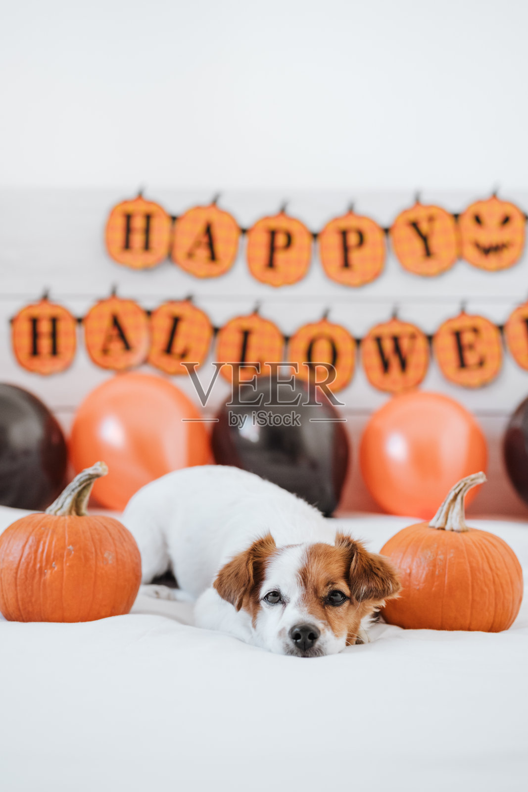 可爱的杰克罗素狗在家里。万圣节的背景装饰在卧室用气球，花环和南瓜照片摄影图片
