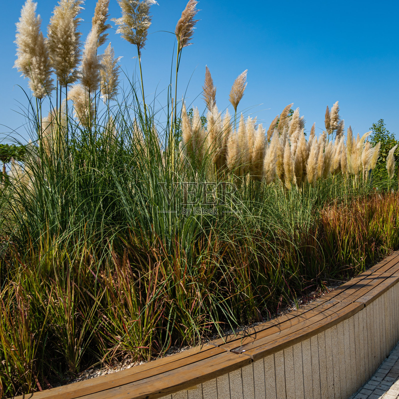 克拉斯诺达尔市公园或加利茨基公园。白蔷薇、潘帕斯和白茅。蓝色天空下的草药成分。公共景观“加利西亚公园”，用于休闲和散步。照片摄影图片