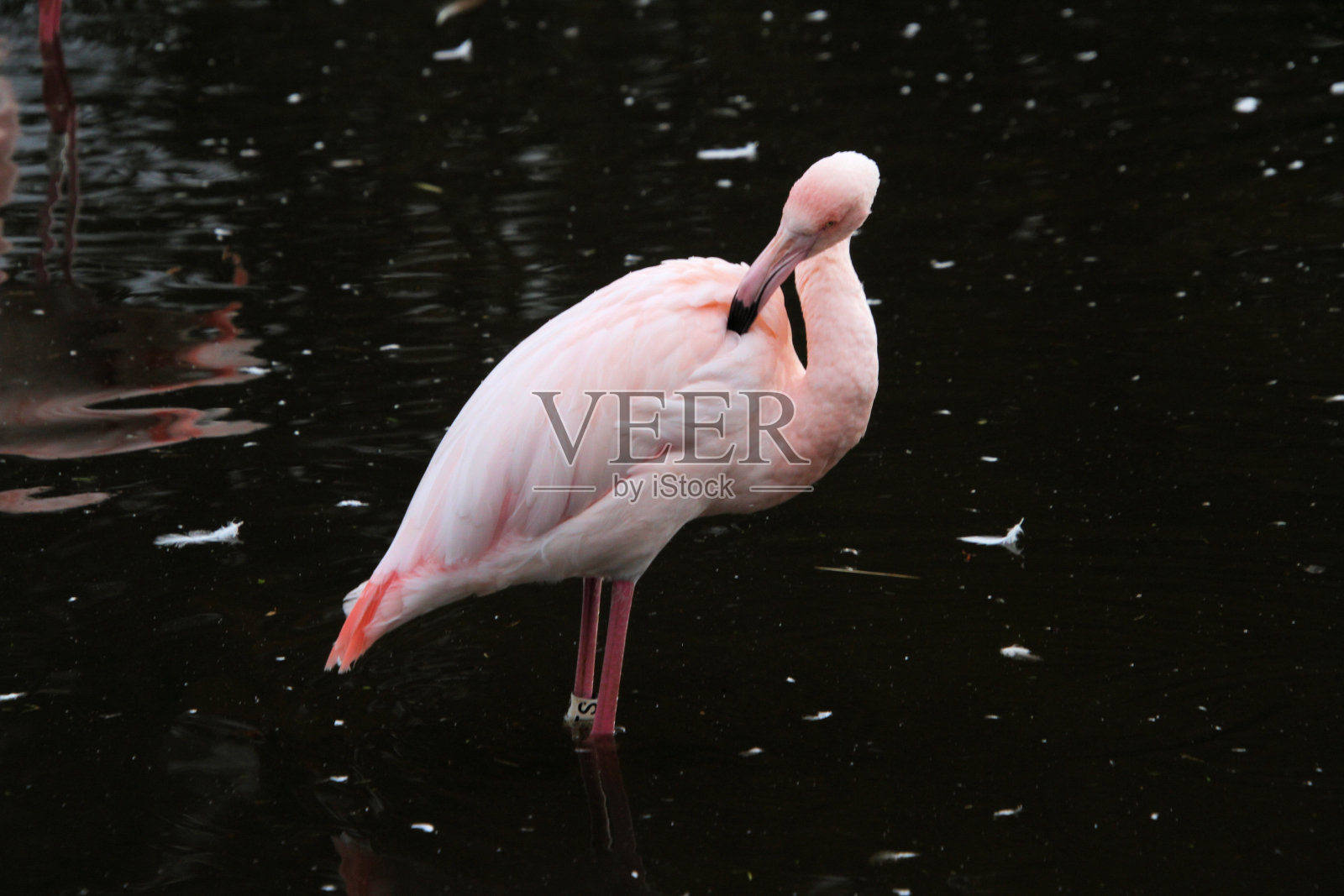 火烈鸟的特写照片摄影图片