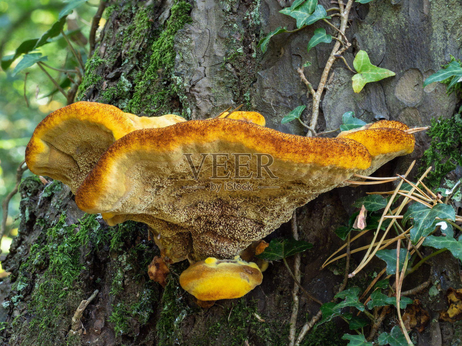 灰棕，丝绒顶真菌，底部可见。照片摄影图片