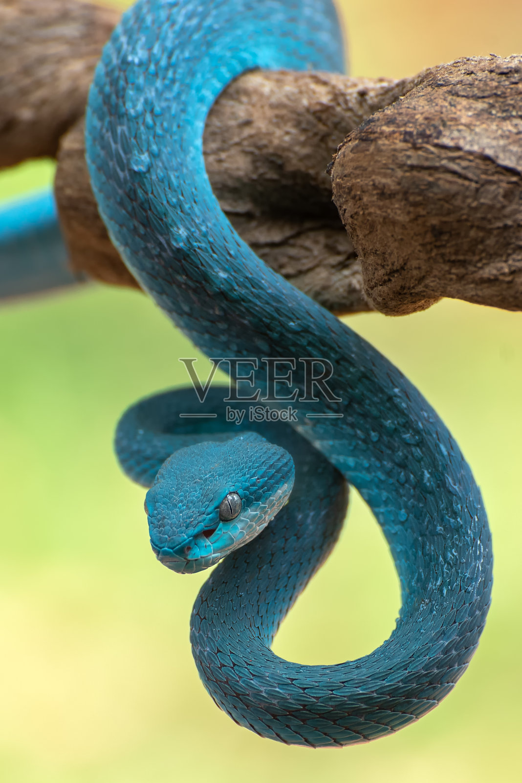 白唇岛坑蝰(Trimeresurus insularis)照片摄影图片
