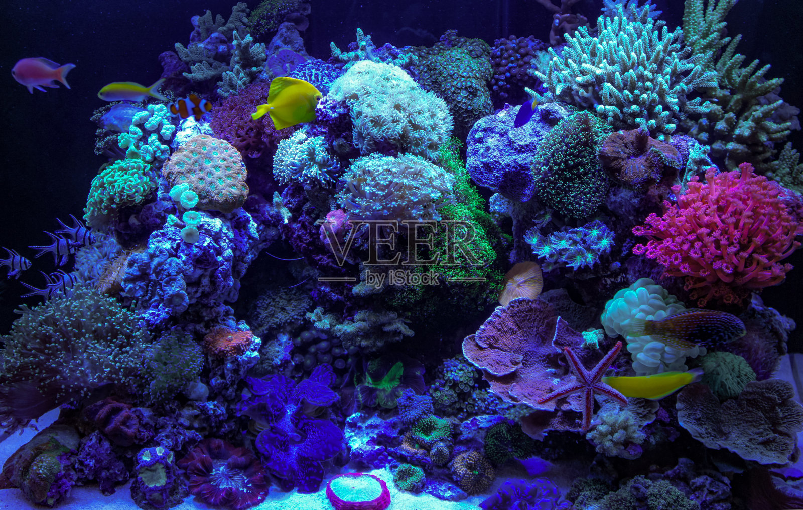 丰富多彩的礁珊瑚照片摄影图片