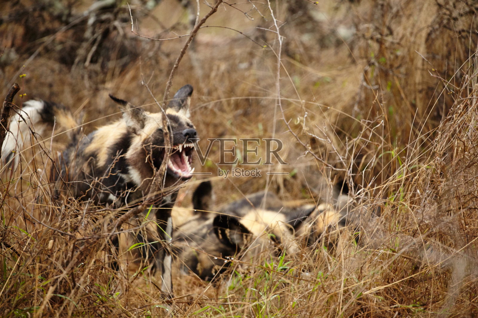 非洲野狗照片摄影图片