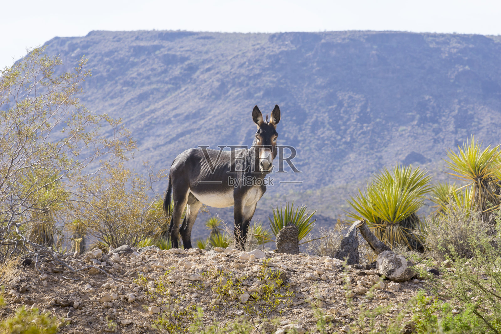 美国亚利桑那州66号公路上的莫哈韦沙漠风景照片摄影图片