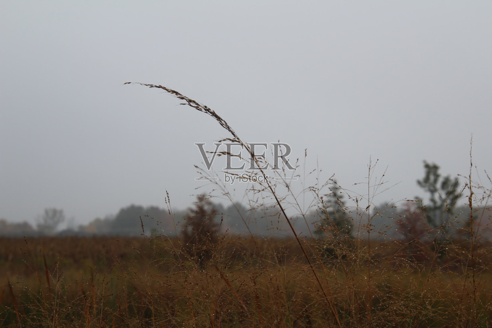 雾中的草照片摄影图片