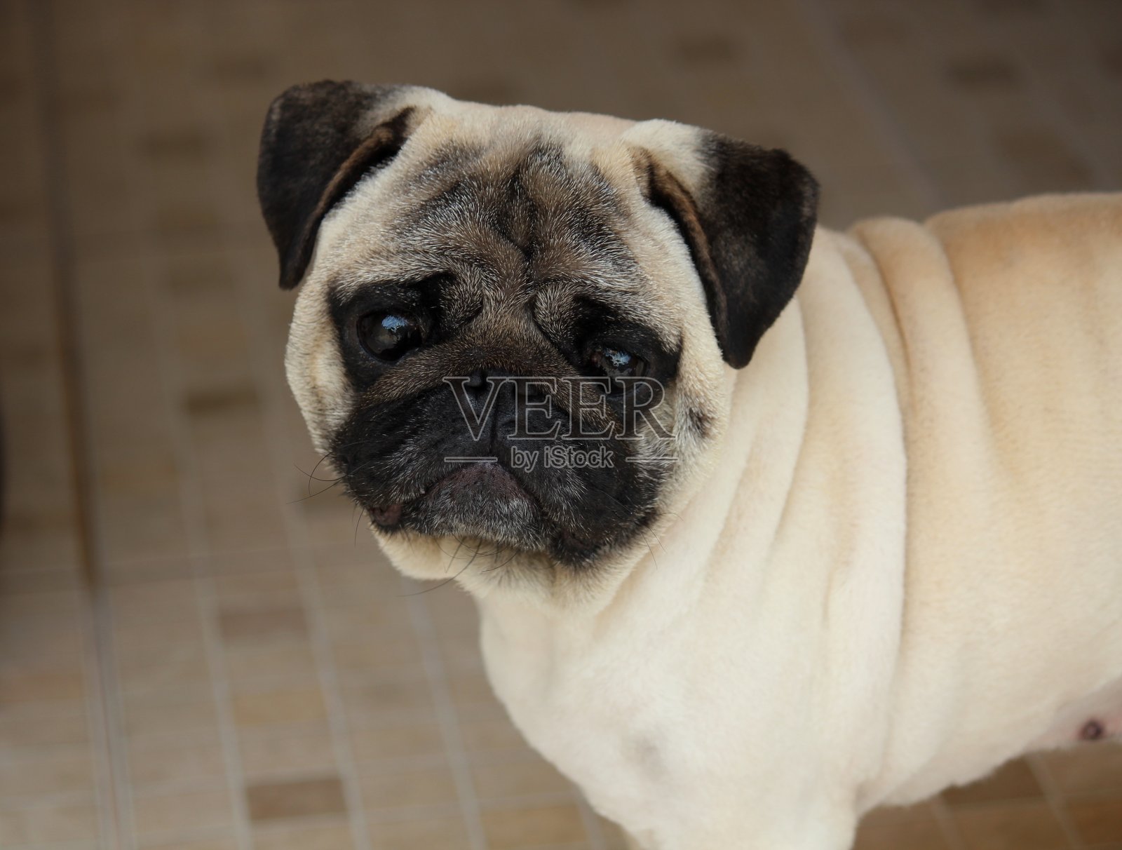 犬狼疮照片摄影图片