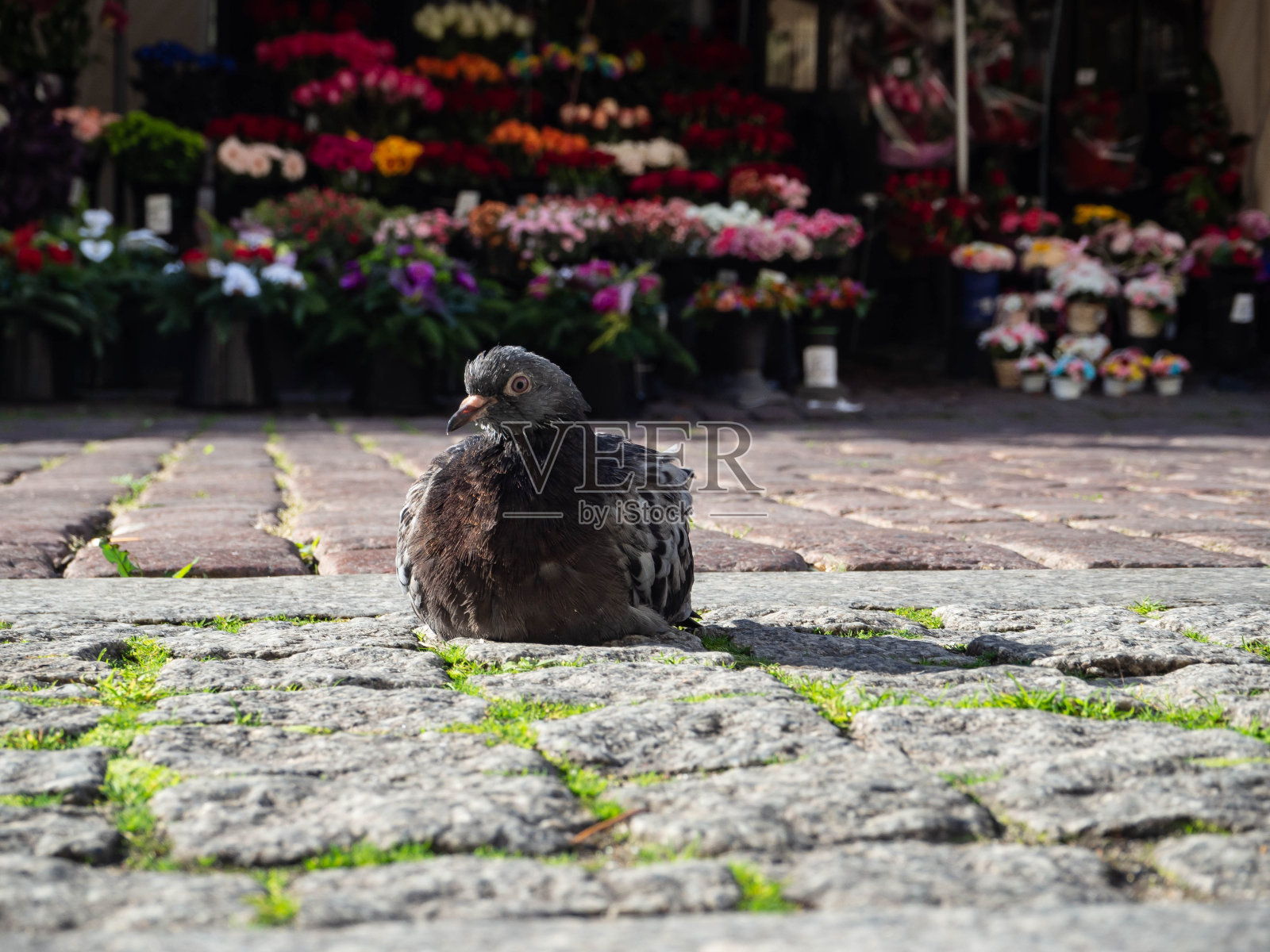 一个城市的鸽子照片摄影图片