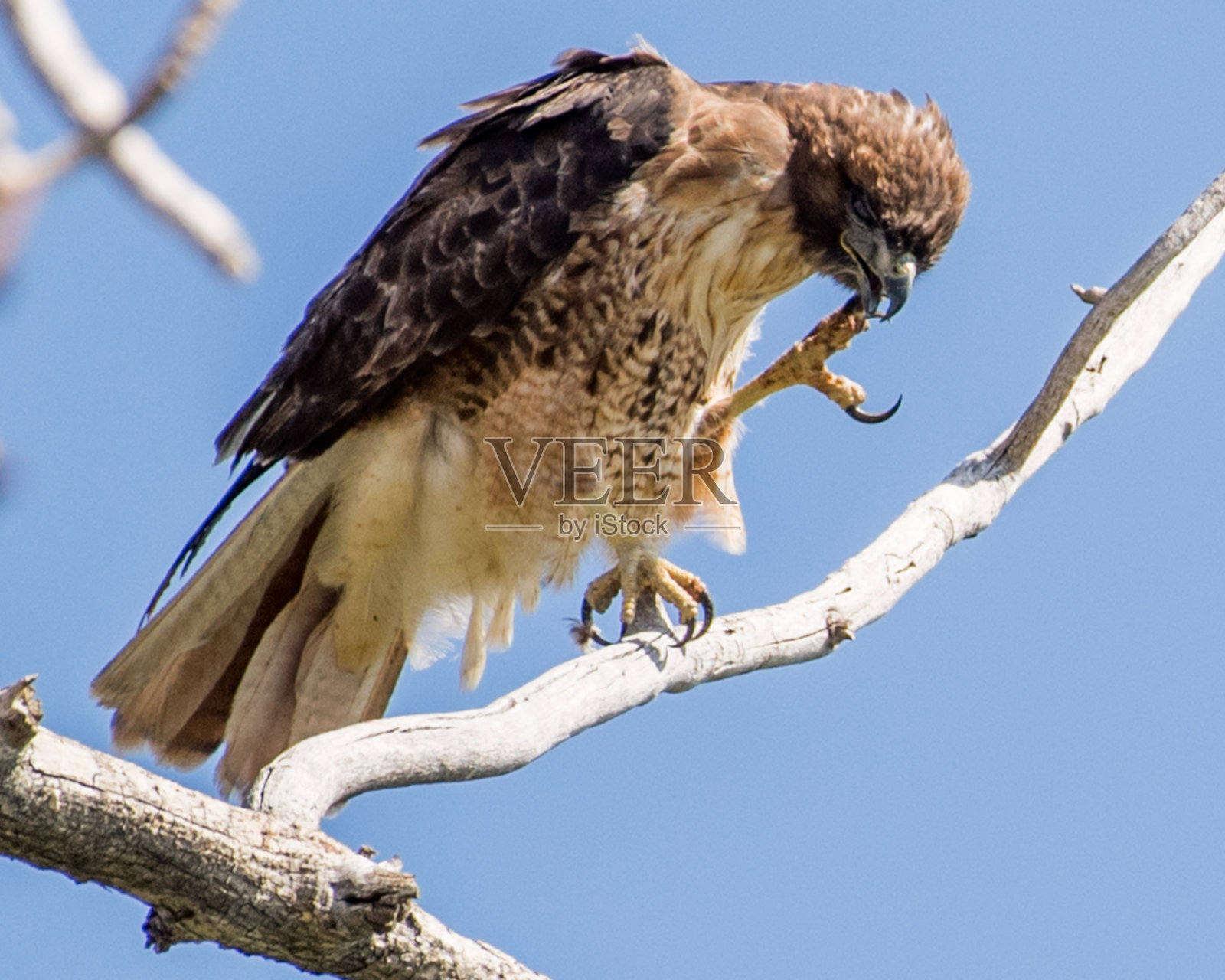 红尾鹰照片摄影图片
