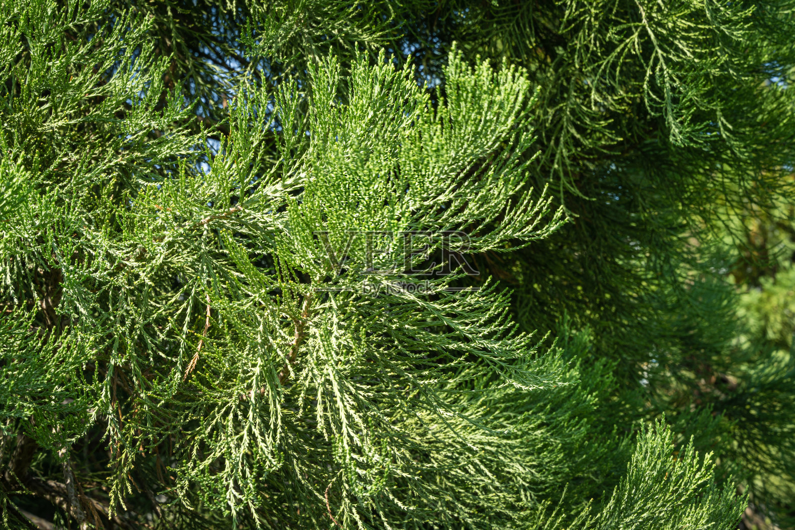 这是克拉斯诺达尔市公园里的巨型红杉美丽的绿叶特写。公共景观“Galitsky公园”在2020年阳光明媚的秋天照片摄影图片