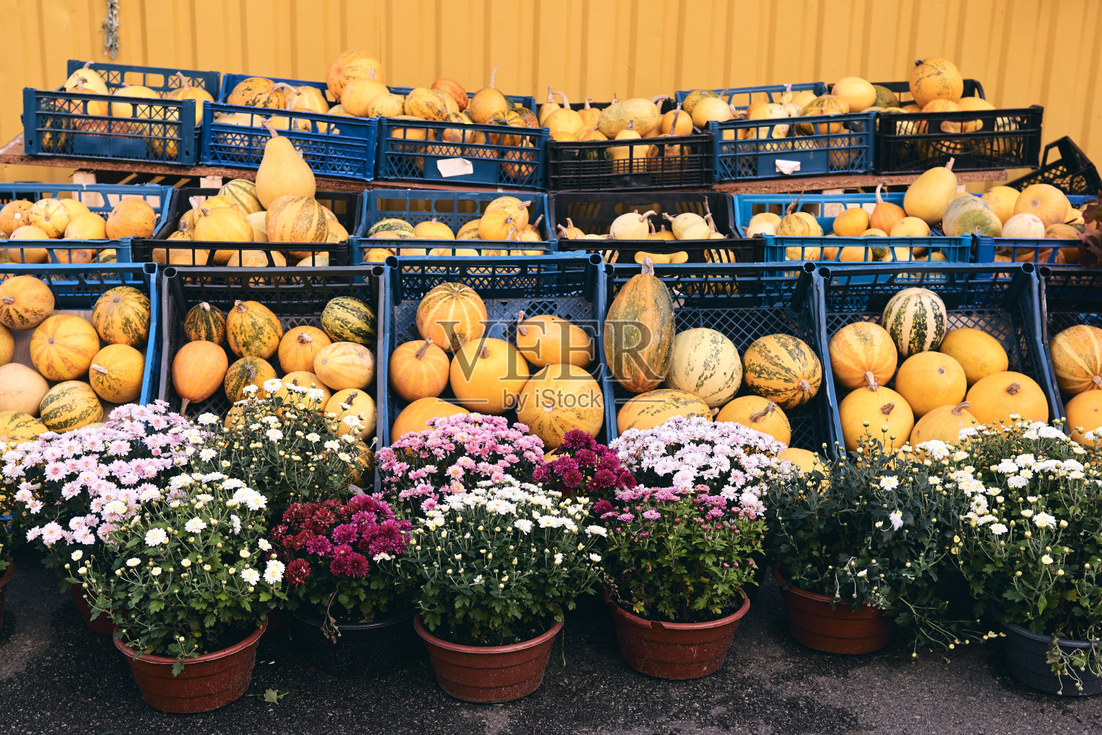 农贸市场上有很多装饰用的南瓜和鲜花。感恩节假期和万圣节的装饰。秋高气爽，秋自然观照片摄影图片