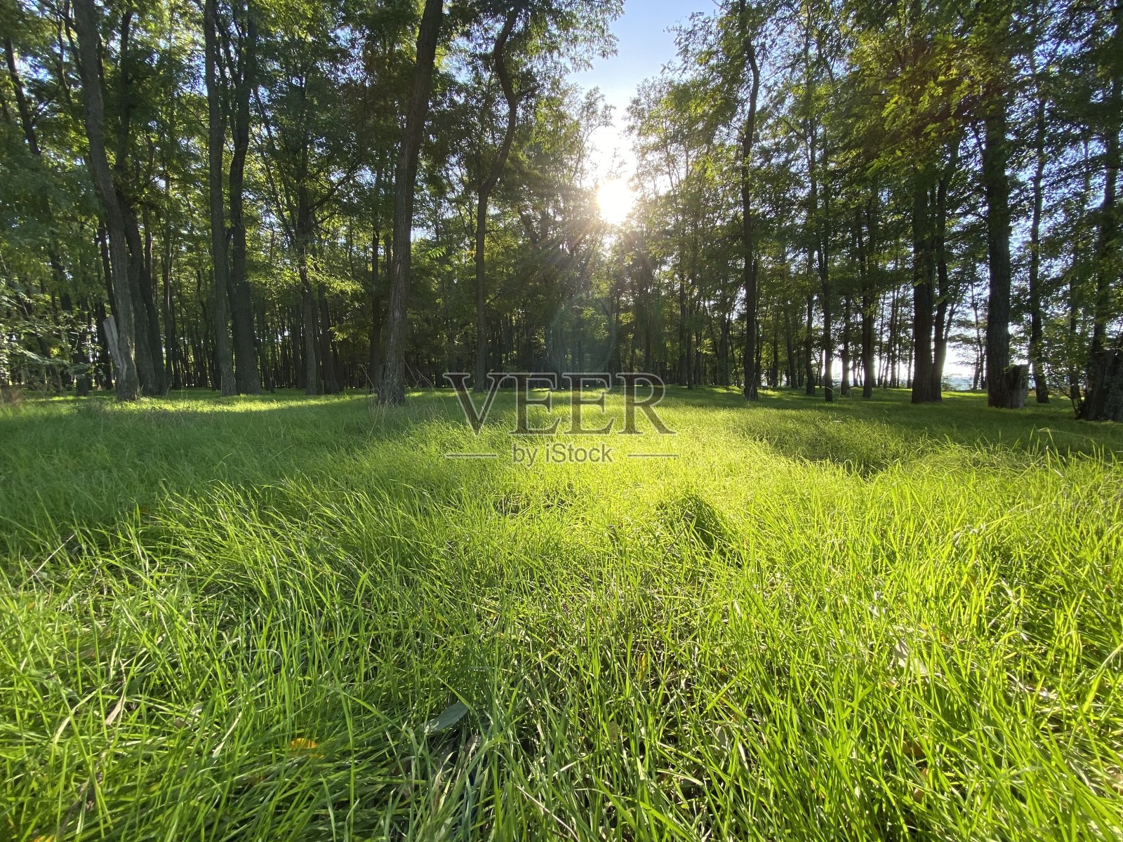 景观。绿色的森林和绿色的草。阳光和蓝天照片摄影图片