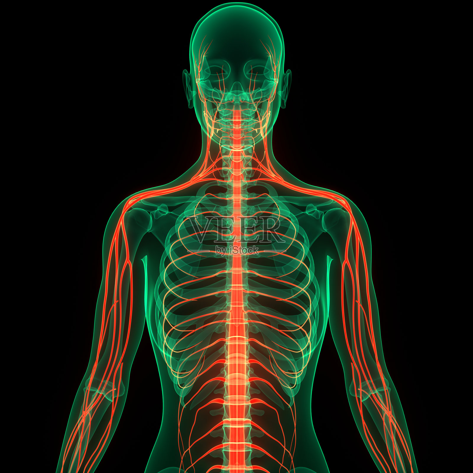 人脑神经系统的中枢器官照片摄影图片