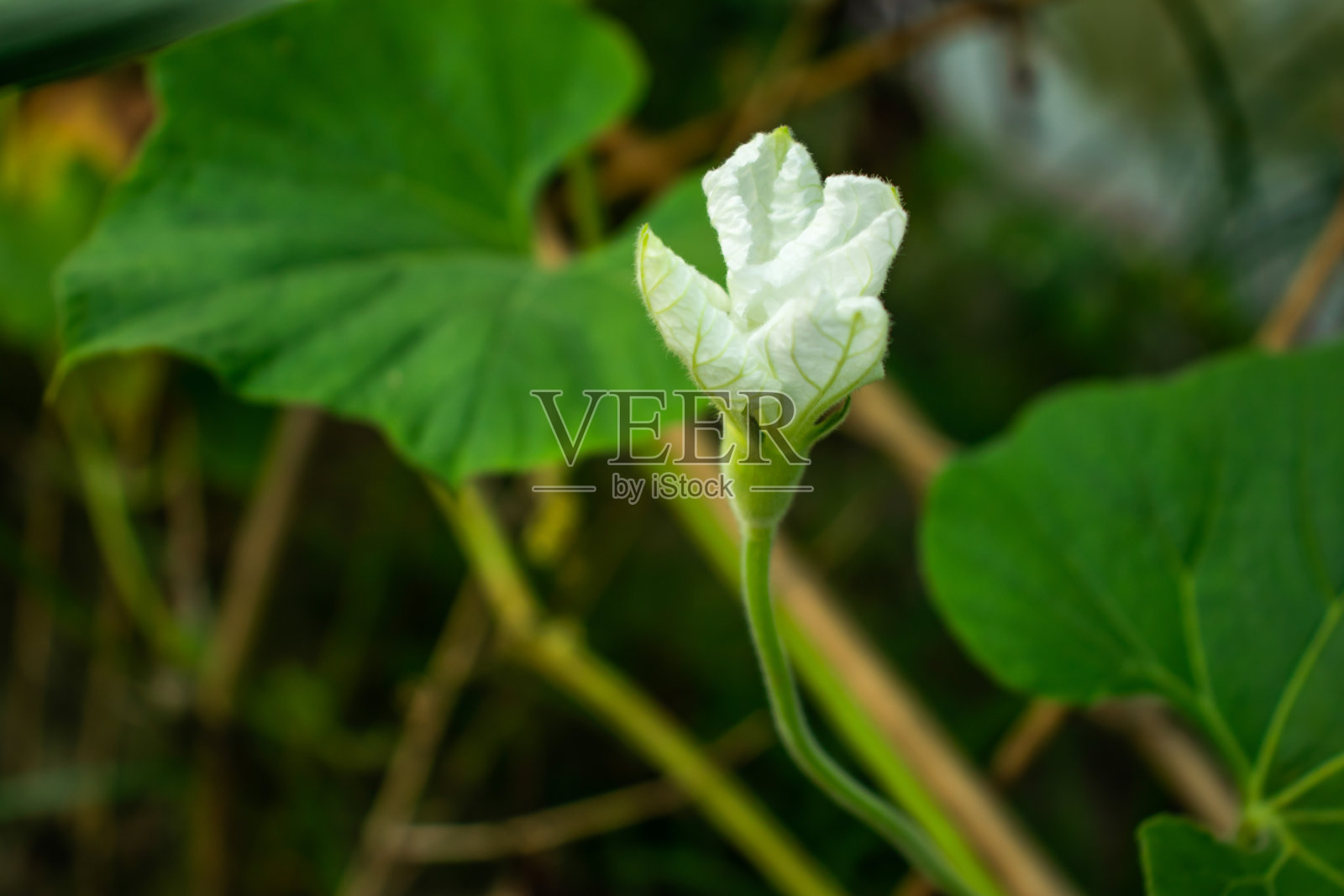 葫芦或白花葫芦花是一种纯蔬菜照片摄影图片