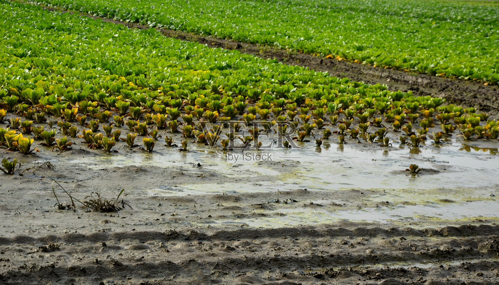 地里的洪水毁坏了卷心菜的收成。可以看到一排排被水坑积水损坏的植物头。用重型拖拉机压实的土壤不会泛滥。需要更深入的耕作和更多的有机肥料照片摄影图片