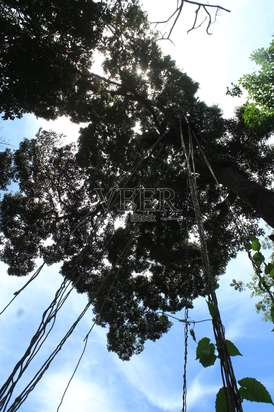 树照片摄影图片