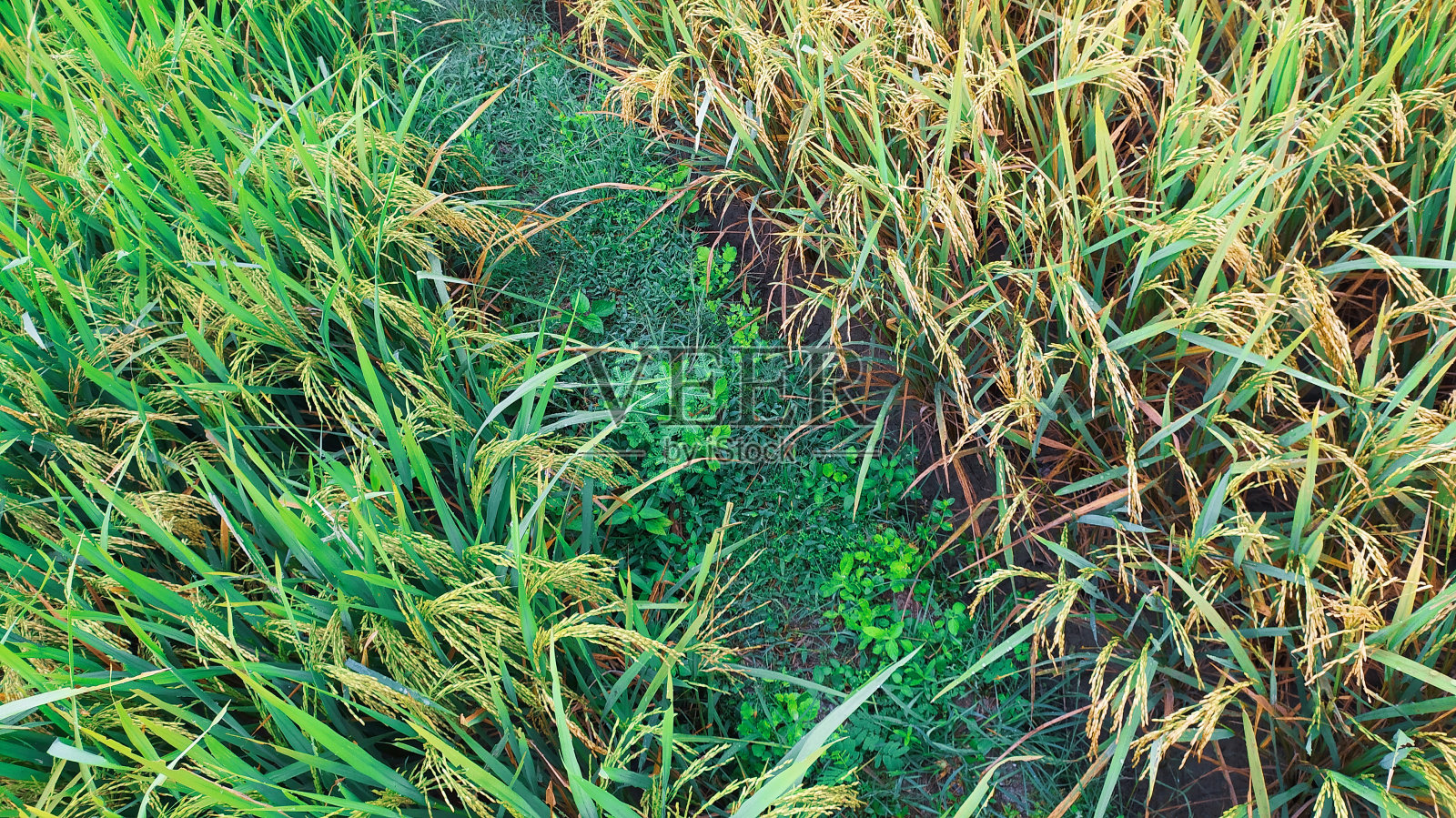 水稻植株颜色的差异照片摄影图片