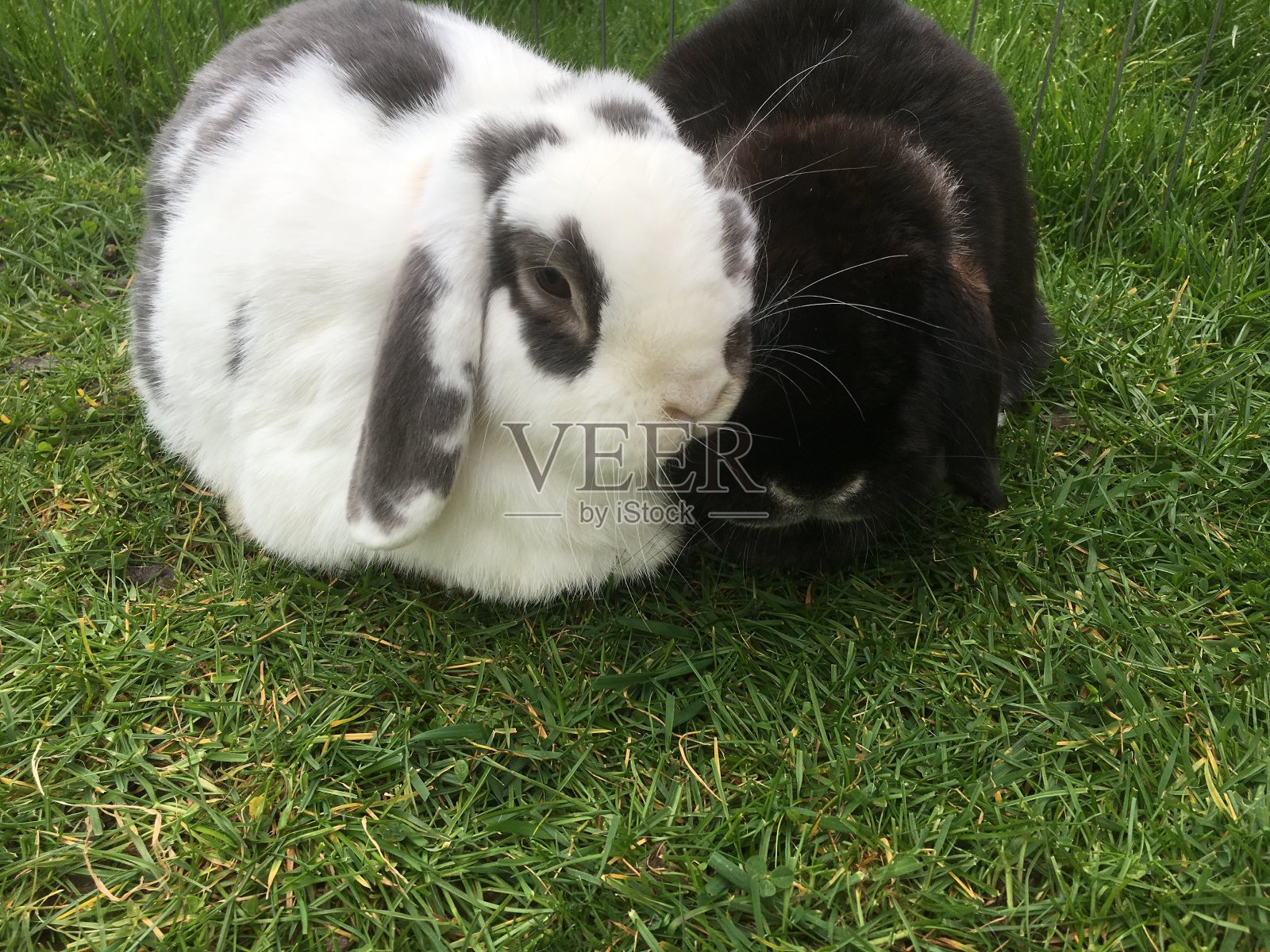 爱兔爱，爱兔爱垂耳照片摄影图片