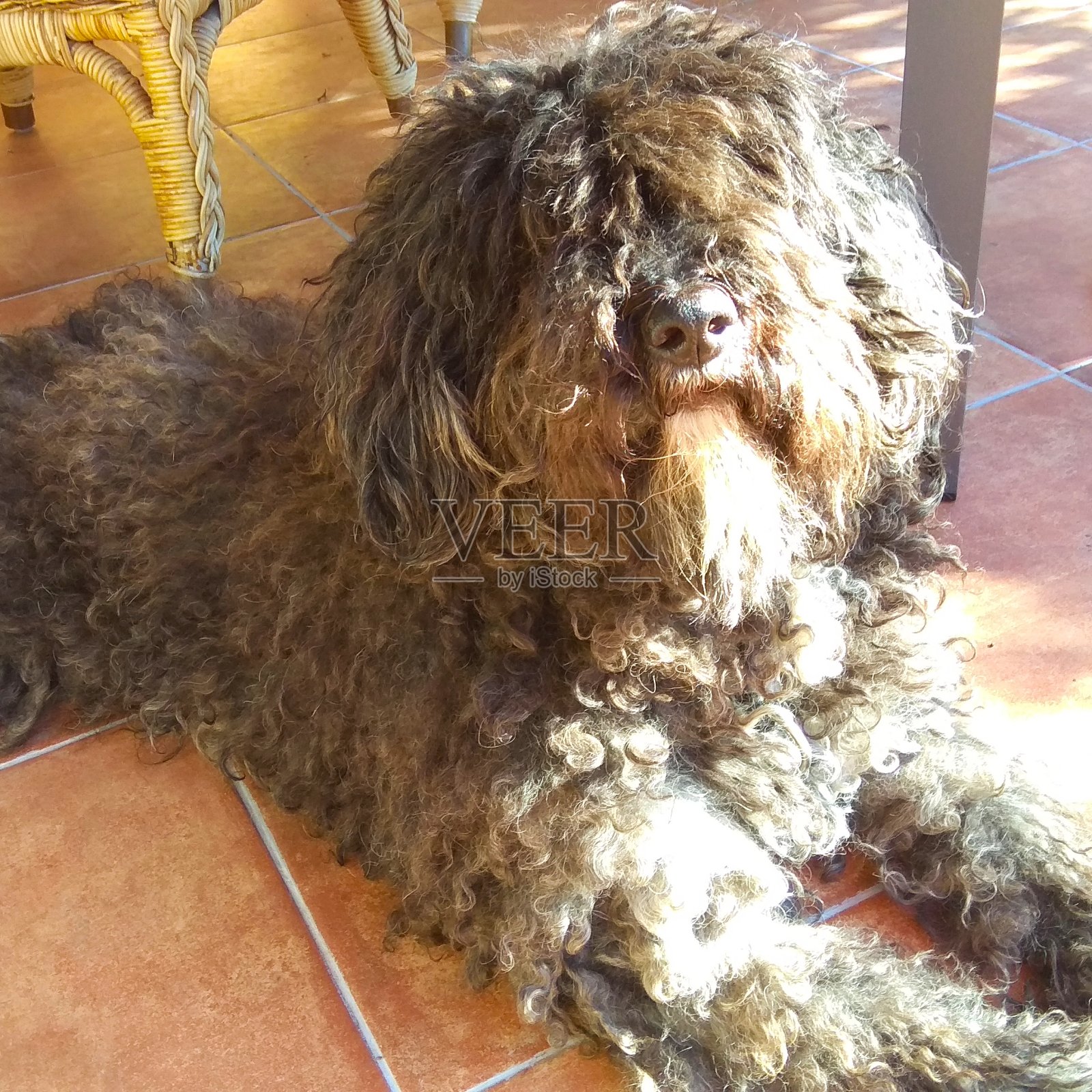 日光浴照片摄影图片