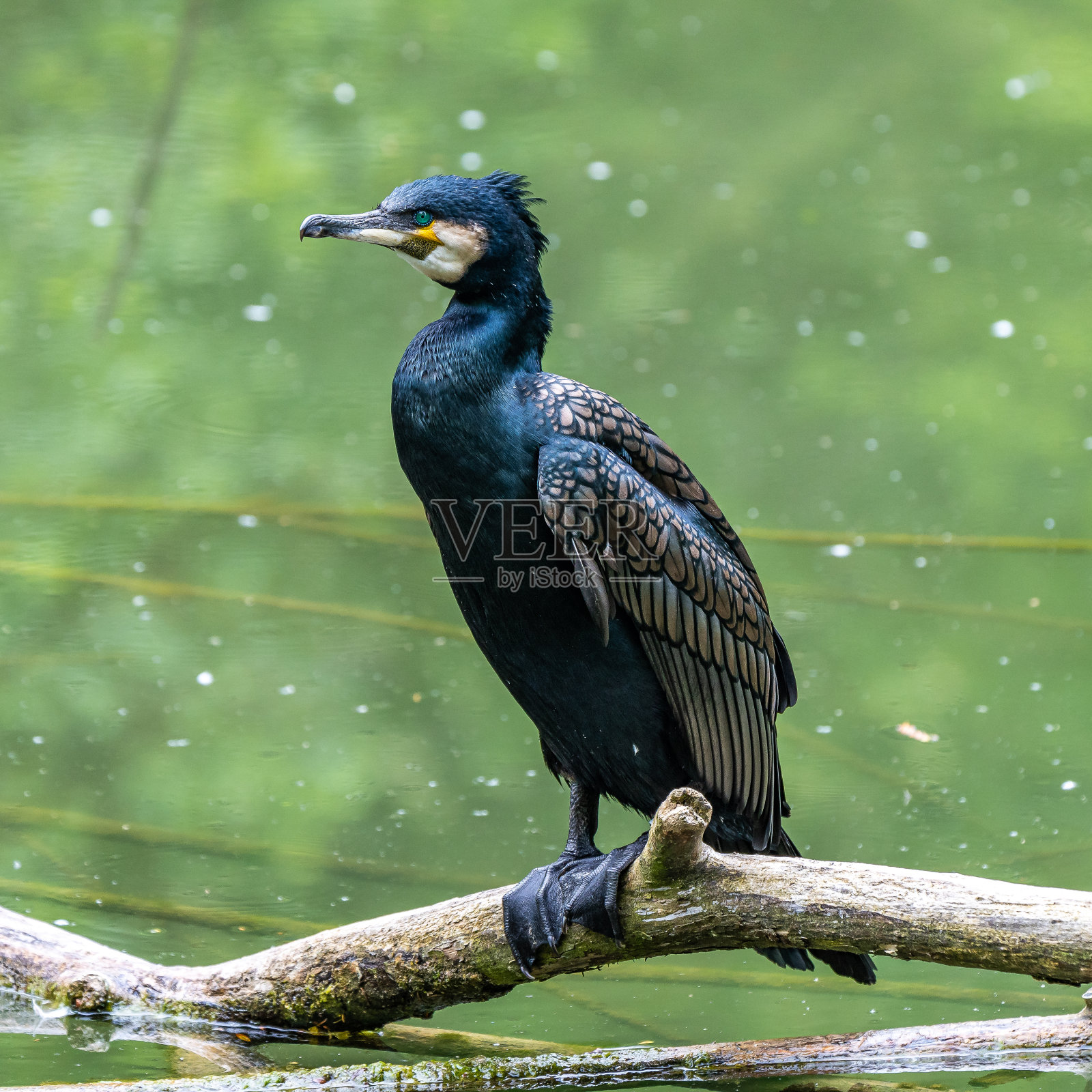大鸬鹚，鸬鹚坐在树枝上照片摄影图片
