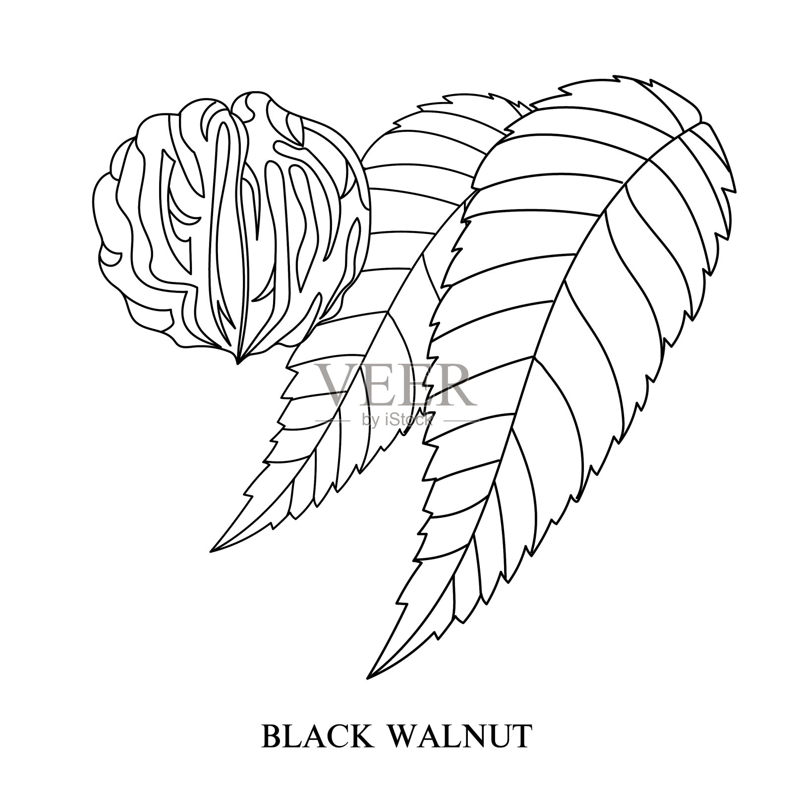 东部黑胡桃木插画图片素材