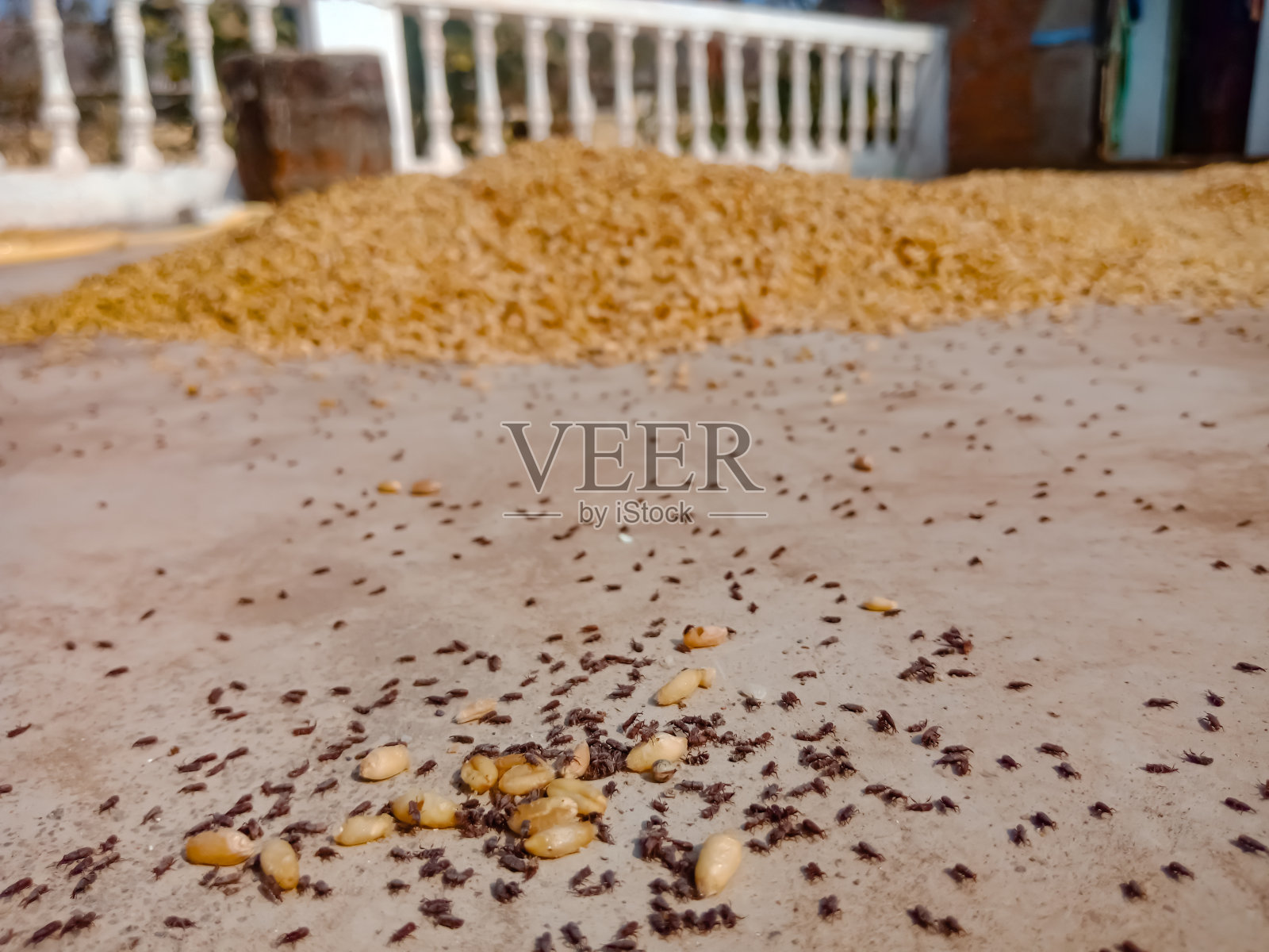 自然背景图像照片摄影图片