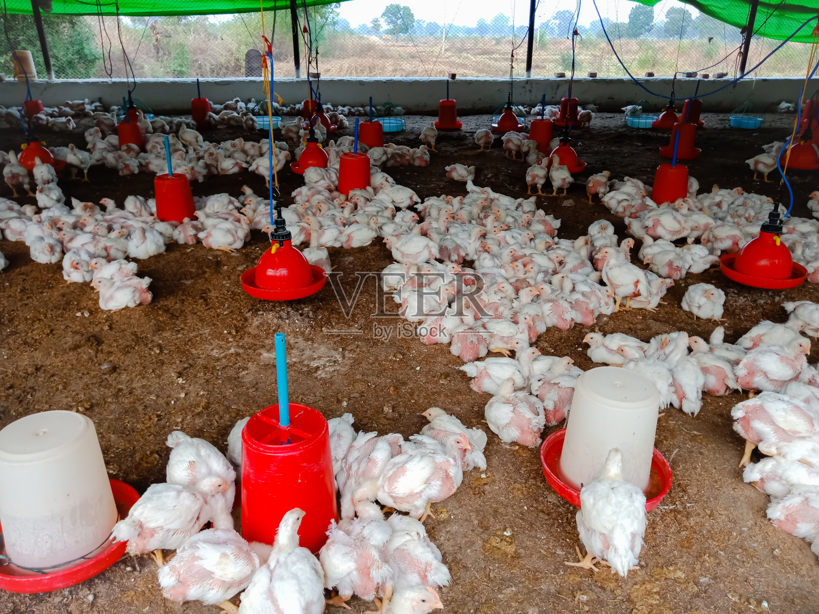 鸡商业背景图片照片摄影图片
