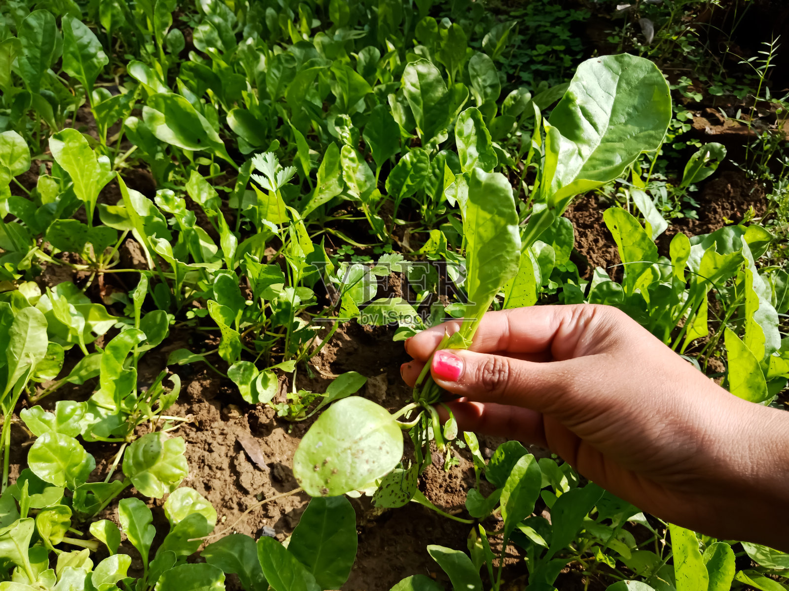 美国手语孤立的手照片摄影图片