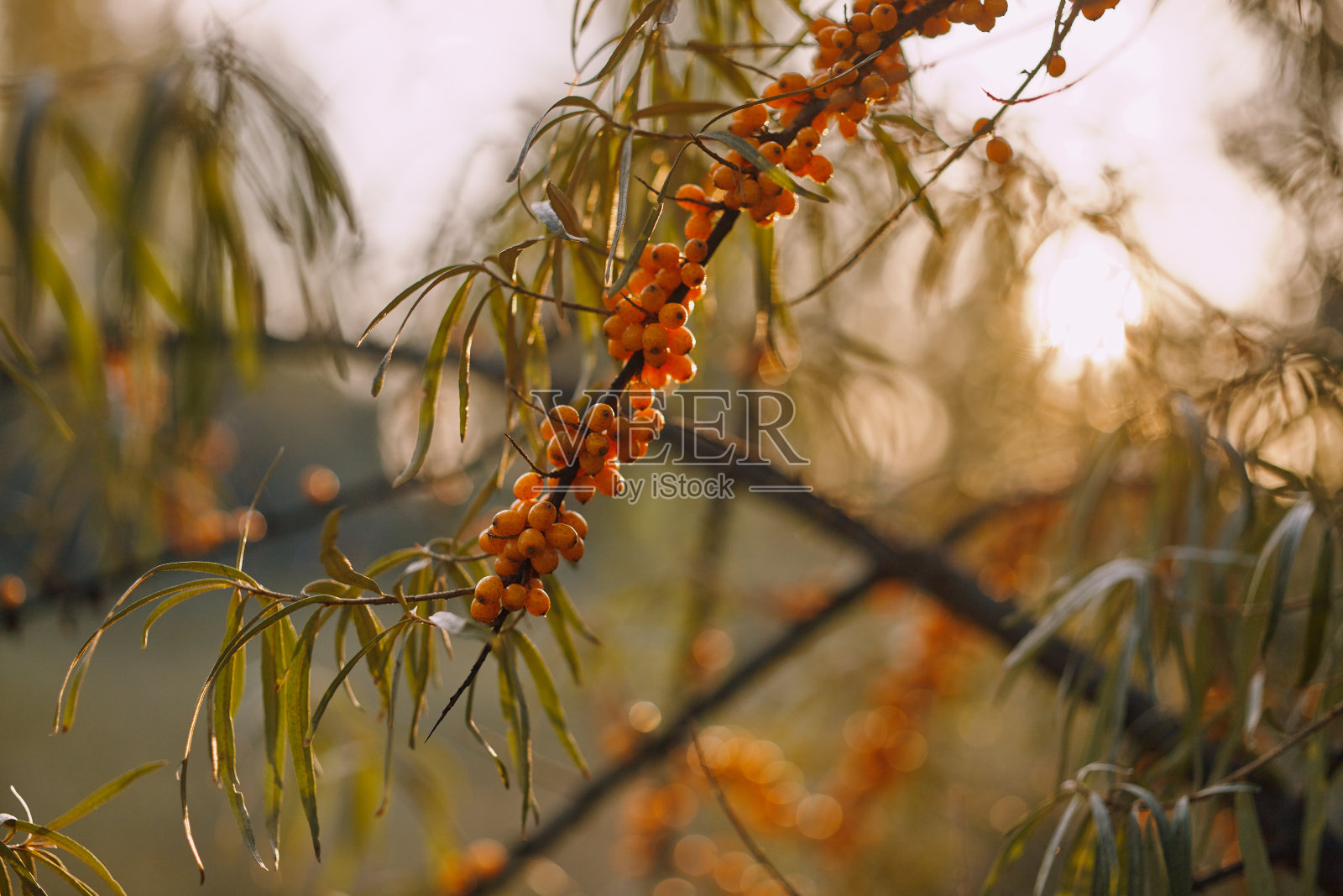 日落时分，沙棘浆果的树枝特写。照片摄影图片