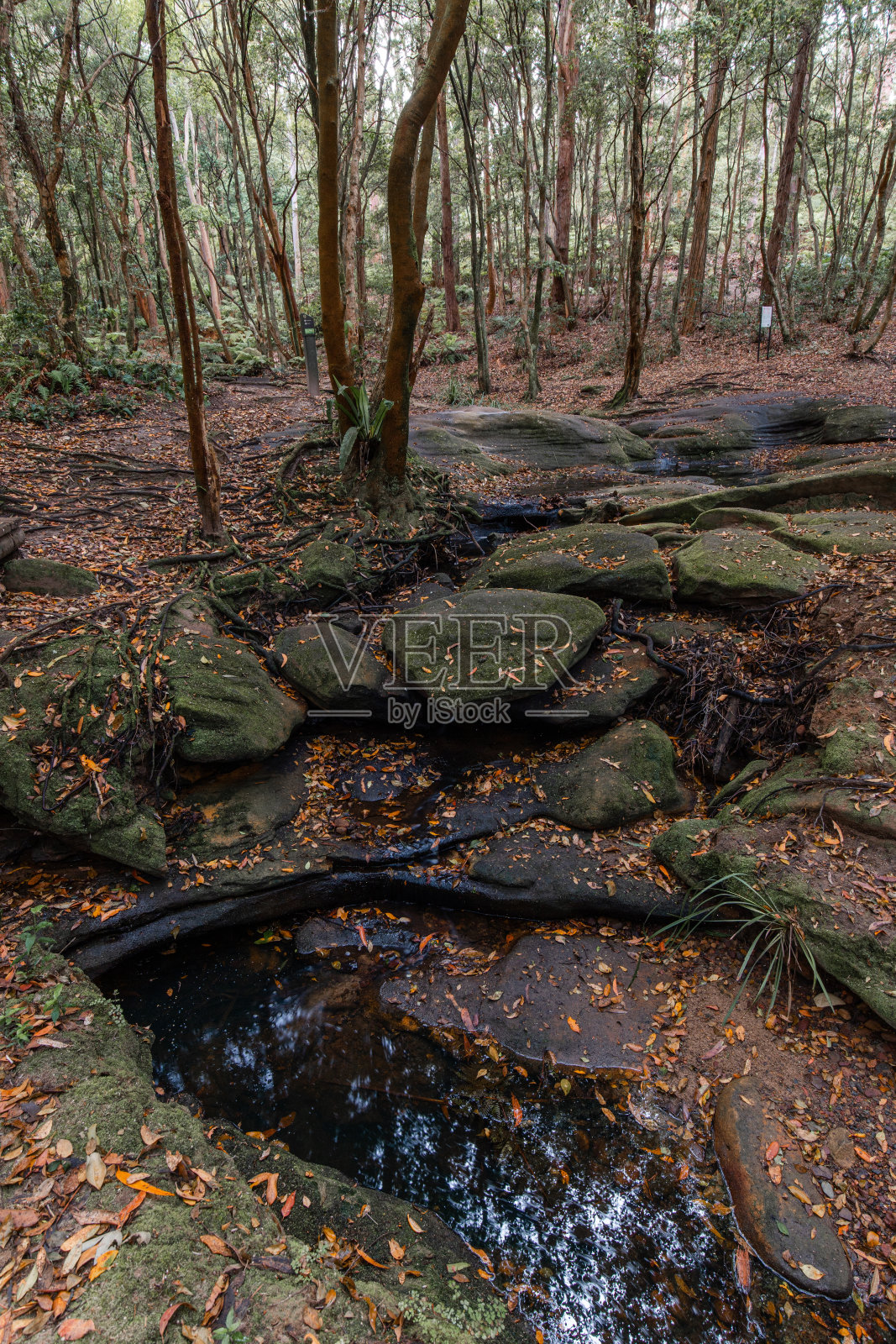 林地照片摄影图片